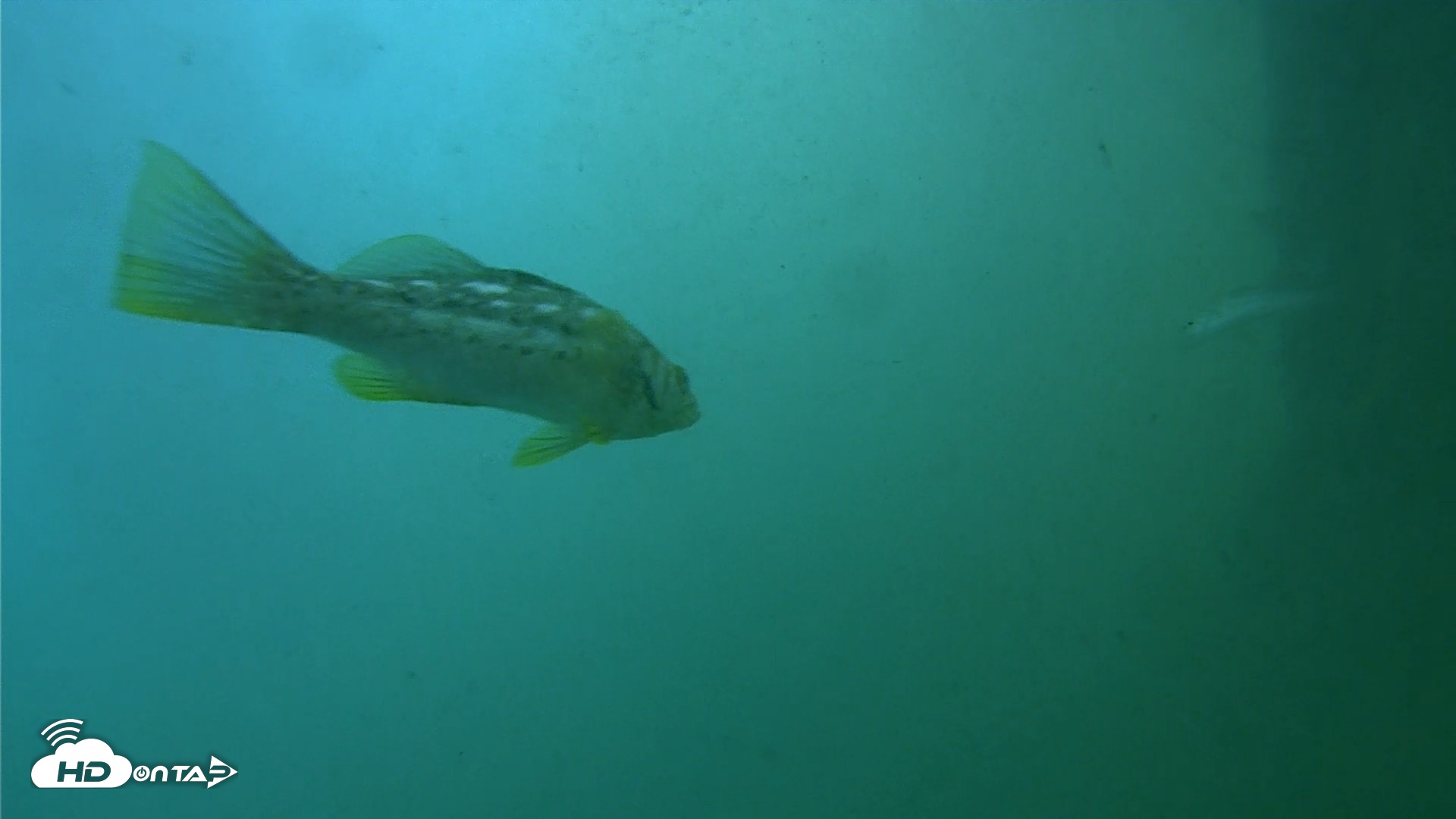 Snapshot of Scripps Pier Underwater Live Webcam taken Jul 27, 2026, 8:20am PDT
