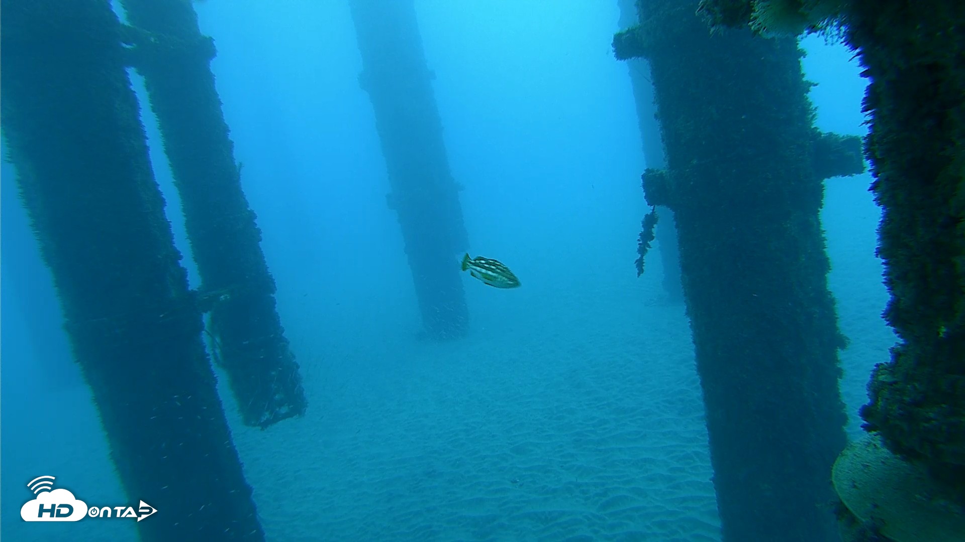 Snapshot of Scripps Pier Underwater Live Webcam taken Oct 19, 2026, 7:19am PDT