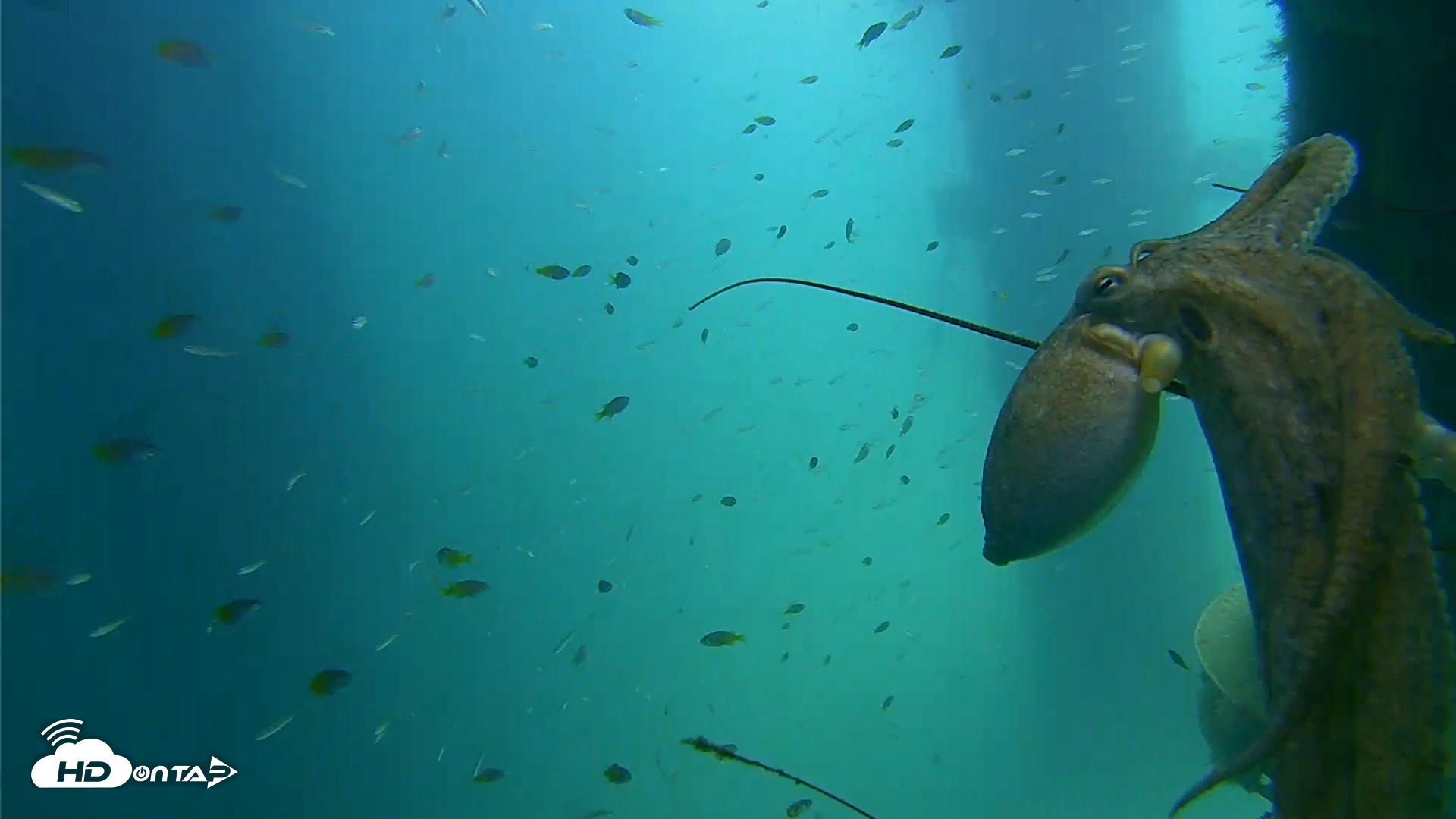 Snapshot of Scripps Pier Underwater Live Webcam taken Aug 19, 2026, 12:30pm PDT
