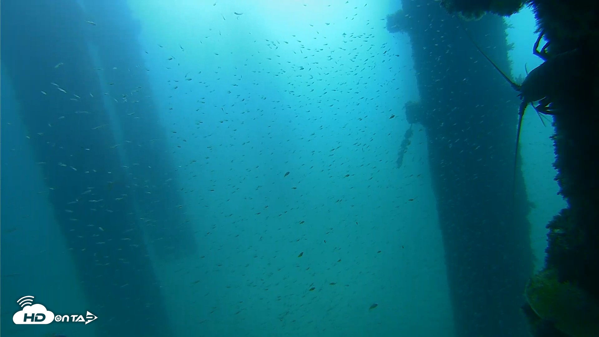Snapshot of Scripps Pier Underwater Live Webcam taken Sep 25, 2026, 9:31am PDT