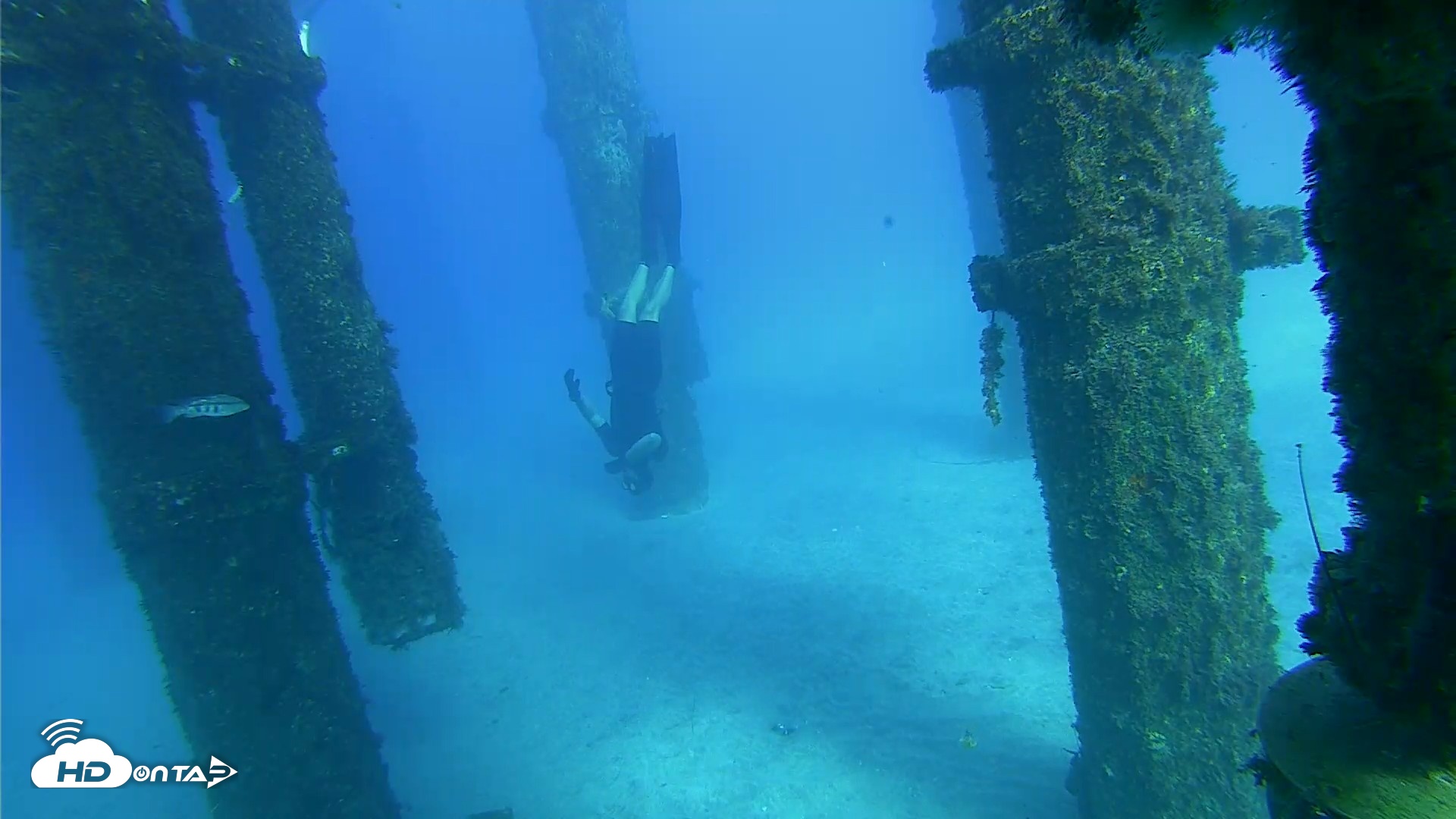 Snapshot of Scripps Pier Underwater Live Webcam taken Oct 18, 2026, 4:14pm PDT