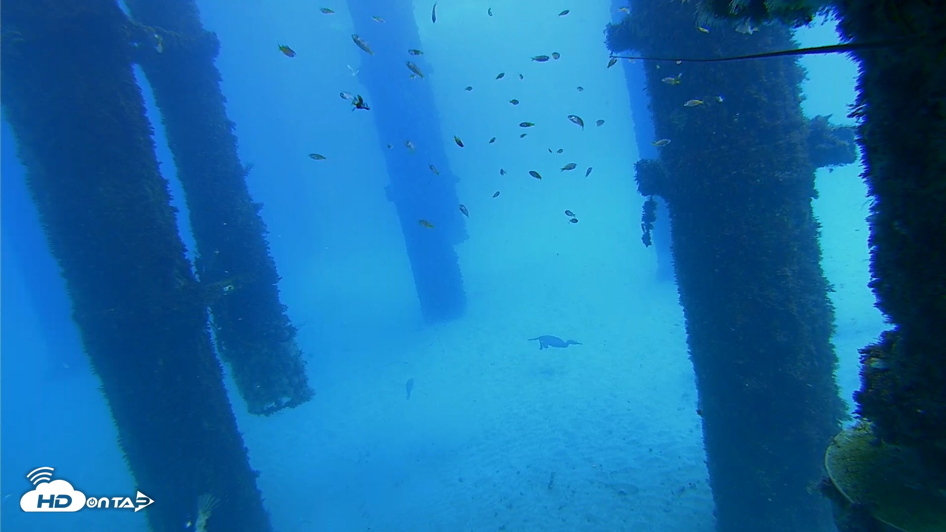 Snapshot of Scripps Pier Underwater Live Webcam taken Oct 7, 2026, 12:24pm PDT