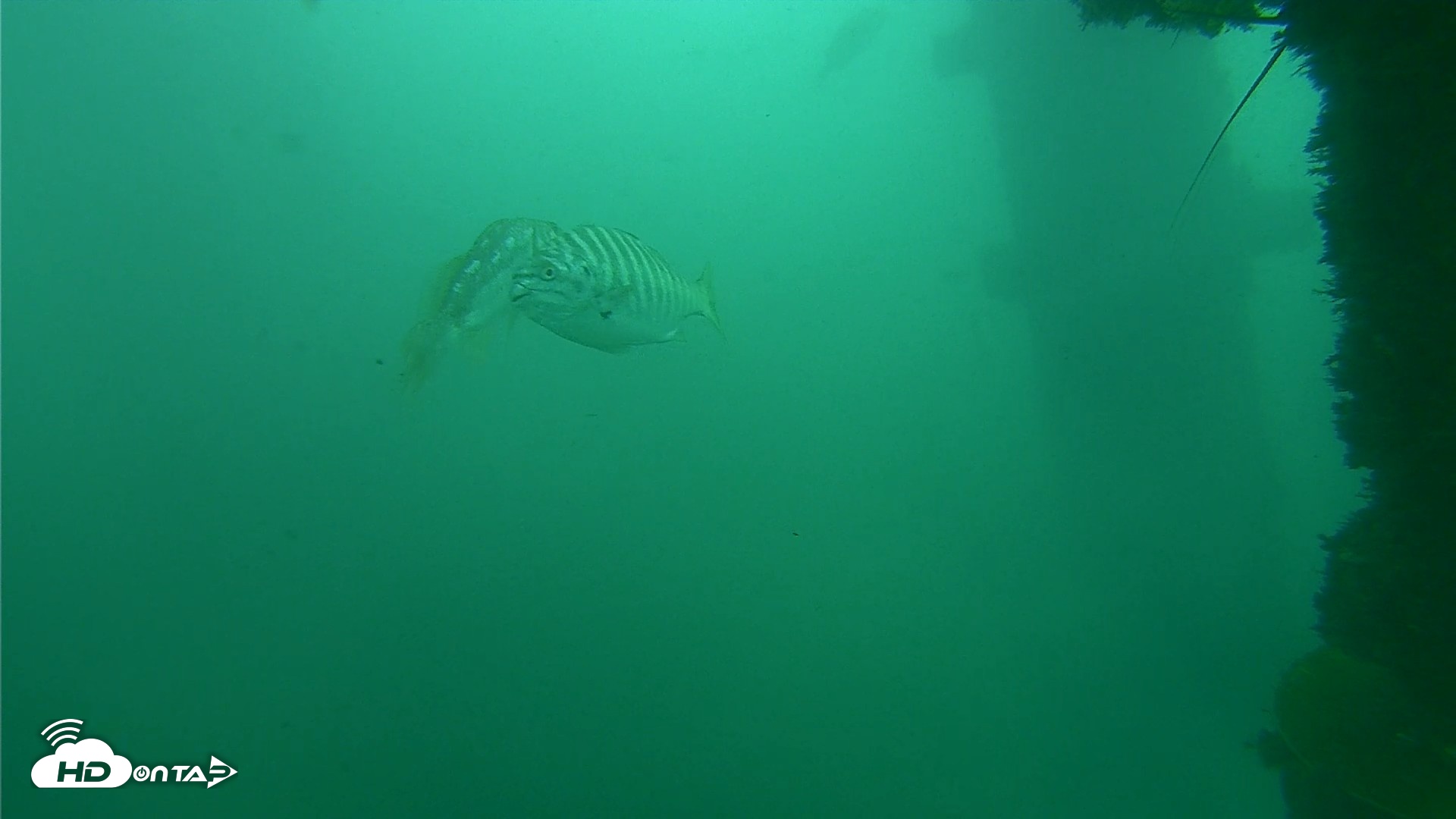 Snapshot of Scripps Pier Underwater Live Webcam taken Oct 11, 2026, 12:05pm PDT
