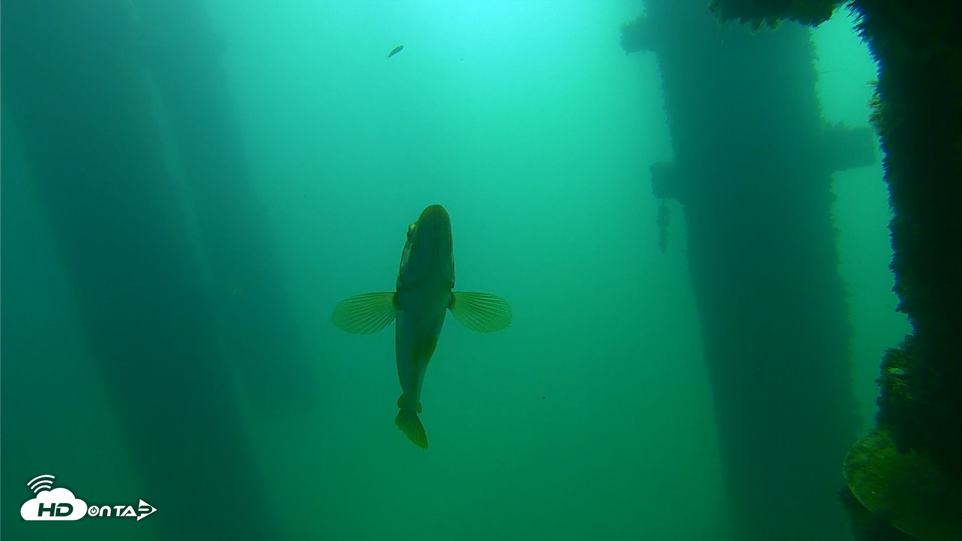 Snapshot of Scripps Pier Underwater Live Webcam taken Sep 23, 2026, 10:10am PDT
