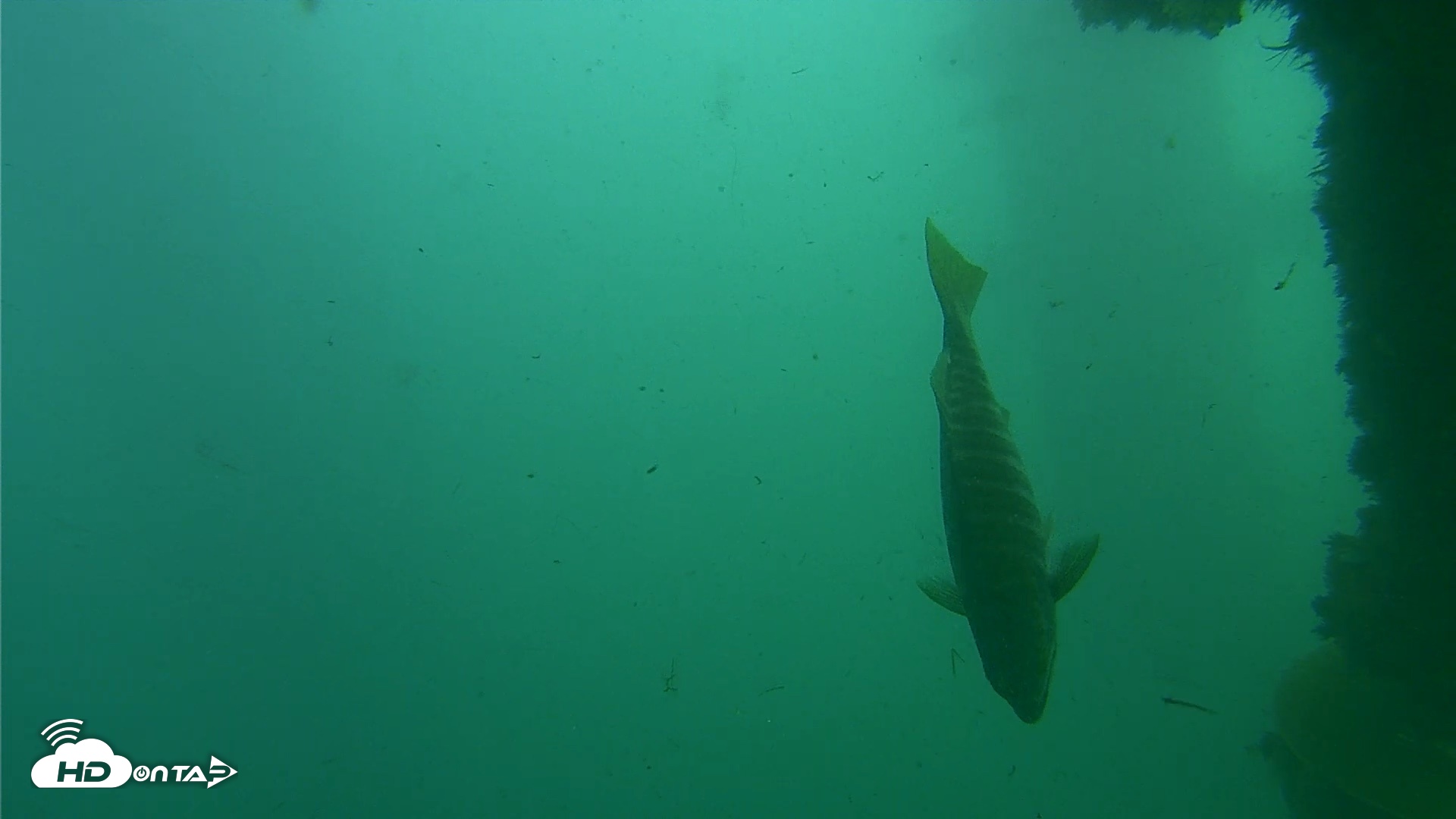 Snapshot of Scripps Pier Underwater Live Webcam taken Oct 12, 2026, 3:46pm PDT