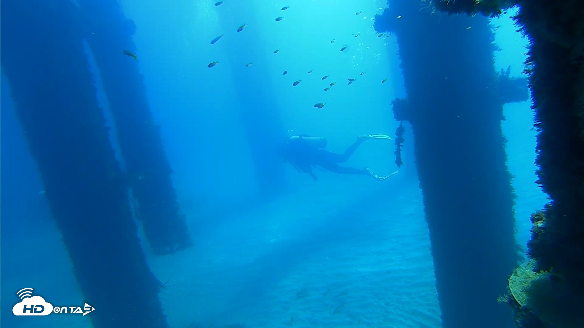 Snapshot of Scripps Pier Underwater Live Webcam taken Oct 5, 2026, 10:50am PDT
