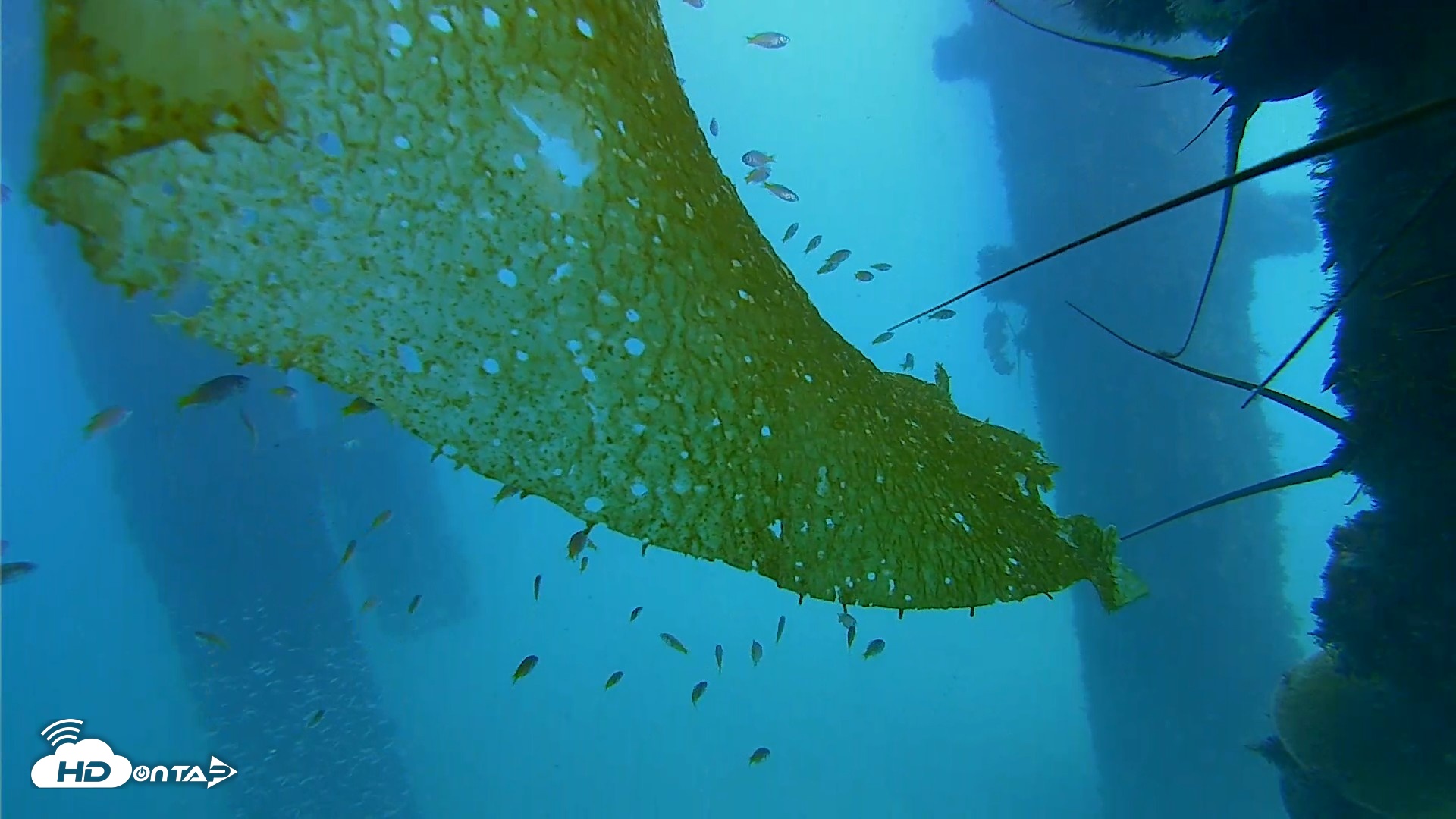 Snapshot of Scripps Pier Underwater Live Webcam taken Oct 8, 2026, 2:35pm PDT