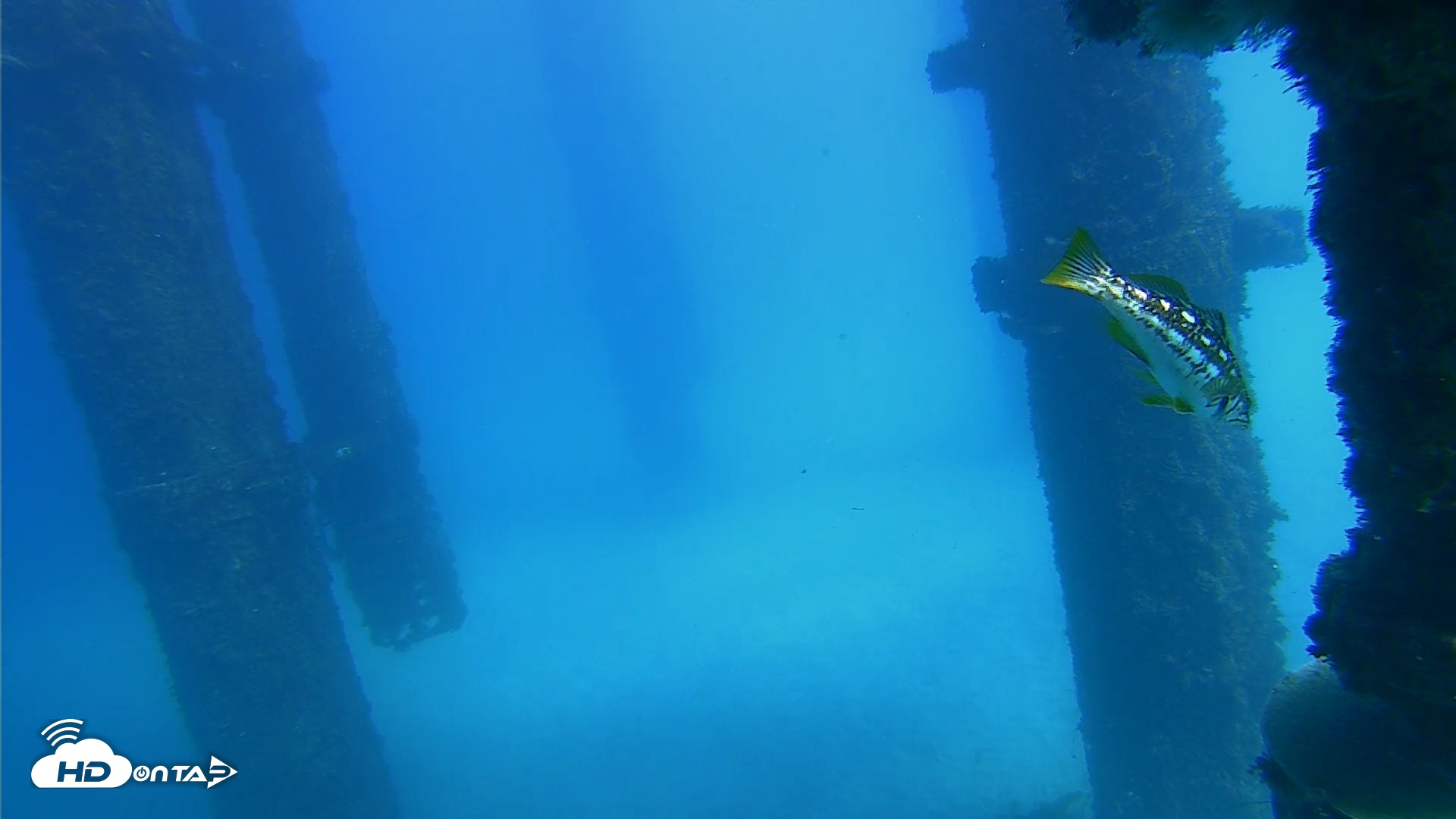 Snapshot of Scripps Pier Underwater Live Webcam taken Oct 20, 2026, 1:48pm PDT