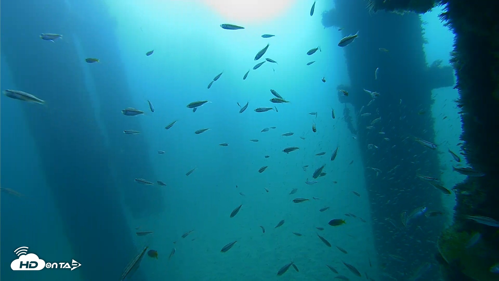 Snapshot of Scripps Pier Underwater Live Webcam taken Sep 25, 2026, 9:07am PDT