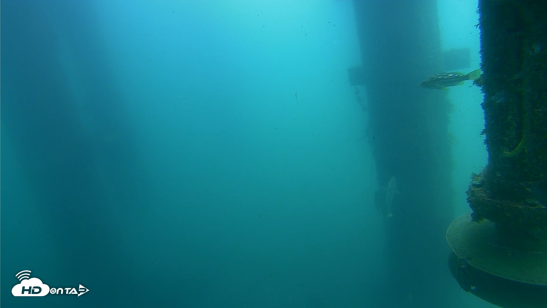 Snapshot of Scripps Pier Underwater Live Webcam taken Jul 22, 2026, 12:02pm PDT