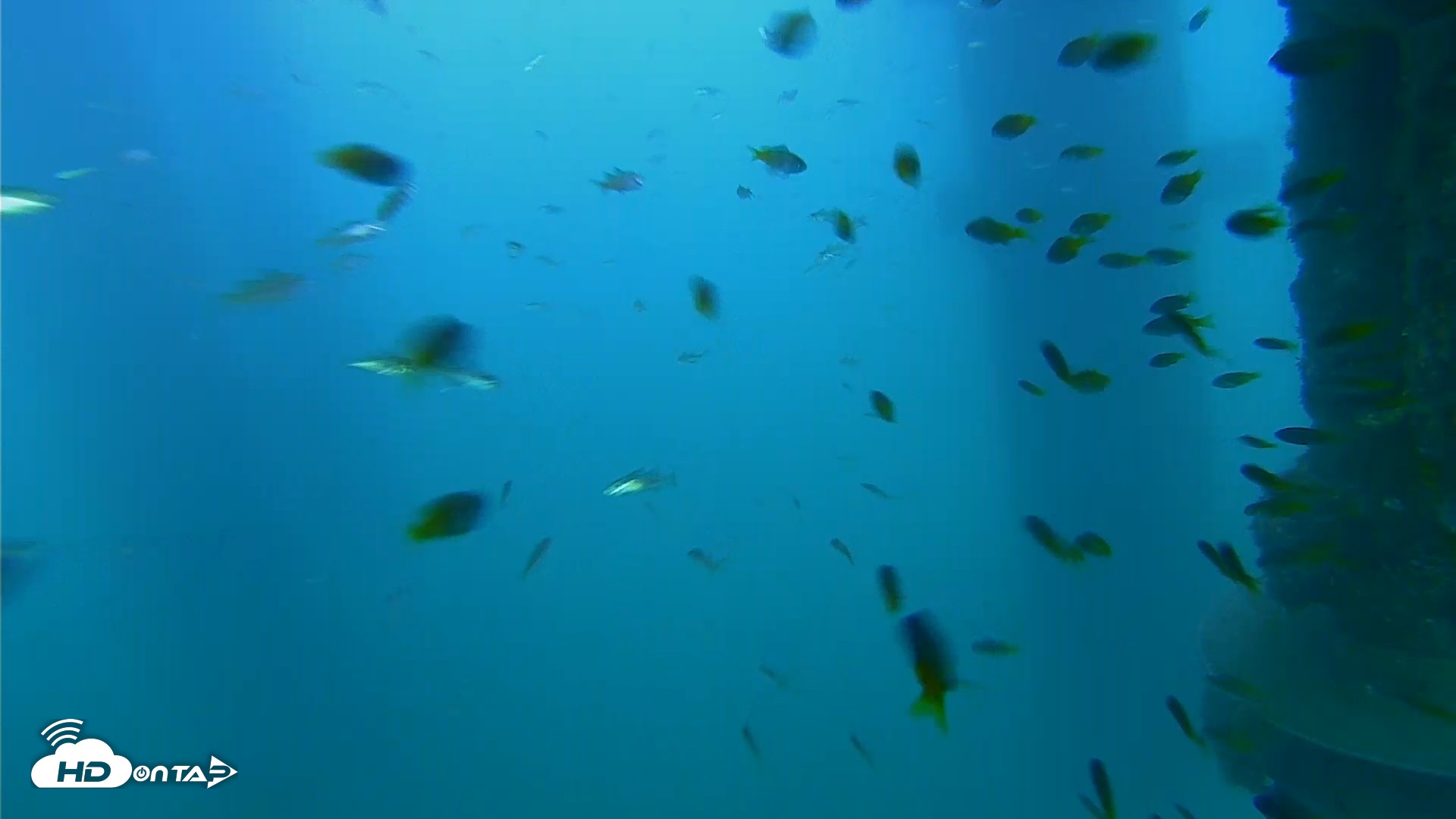Snapshot of Scripps Pier Underwater Live Webcam taken Aug 18, 2026, 7:03pm PDT