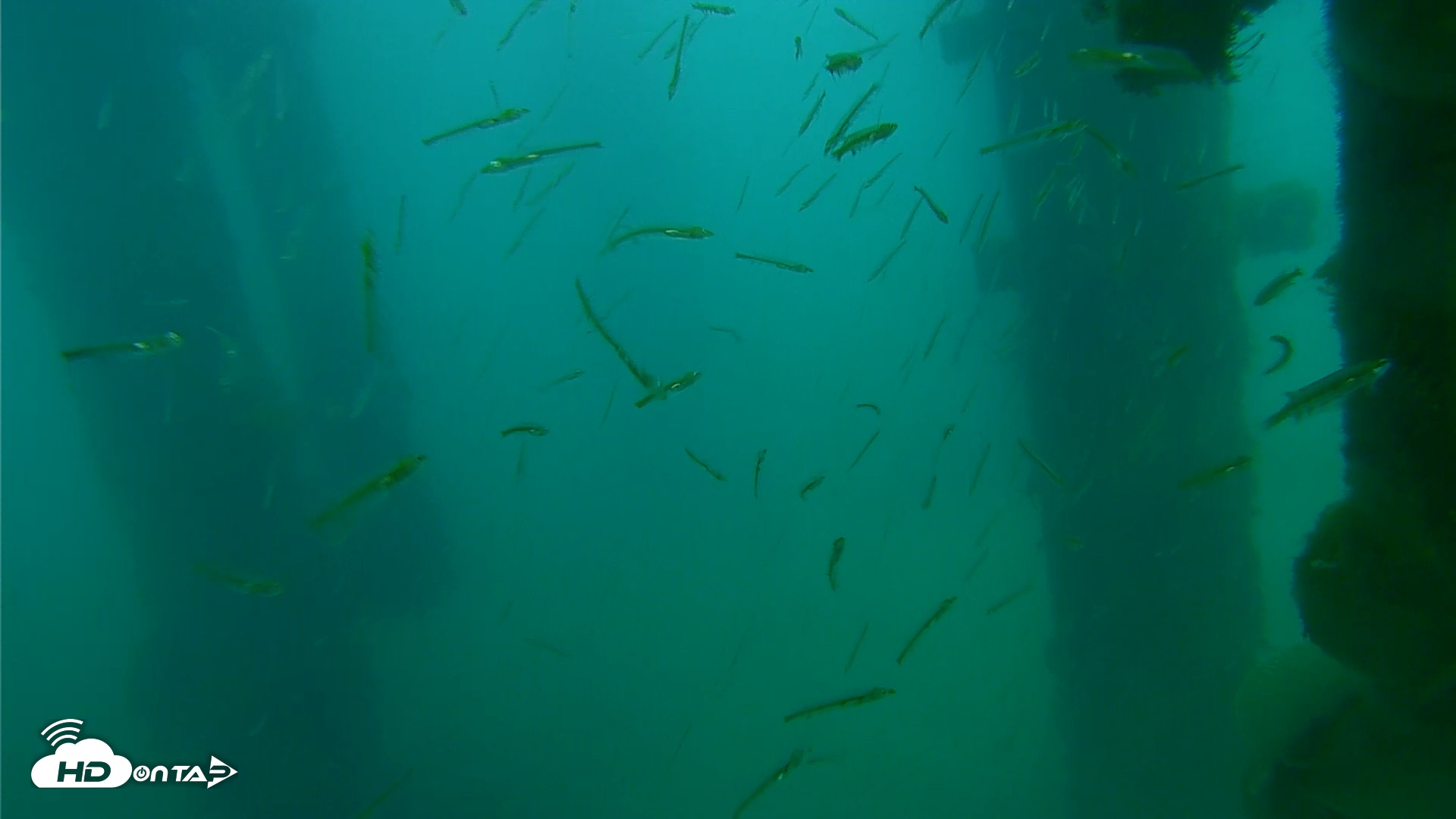 Snapshot of Scripps Pier Underwater Live Webcam taken Mar 30, 2026, 7:22am PDT