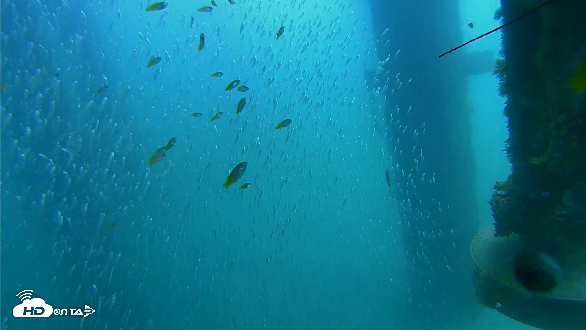 Snapshot of Scripps Pier Underwater Live Webcam taken Aug 13, 2026, 12:20pm PDT