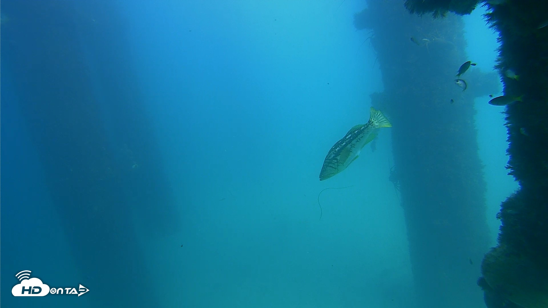 Snapshot of Scripps Pier Underwater Live Webcam taken Sep 21, 2026, 2:37pm PDT