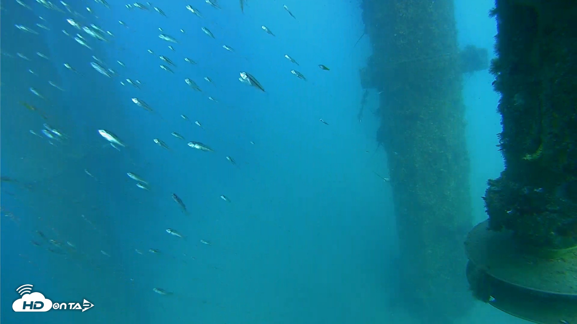 Snapshot of Scripps Pier Underwater Live Webcam taken Aug 10, 2026, 4:49pm PDT