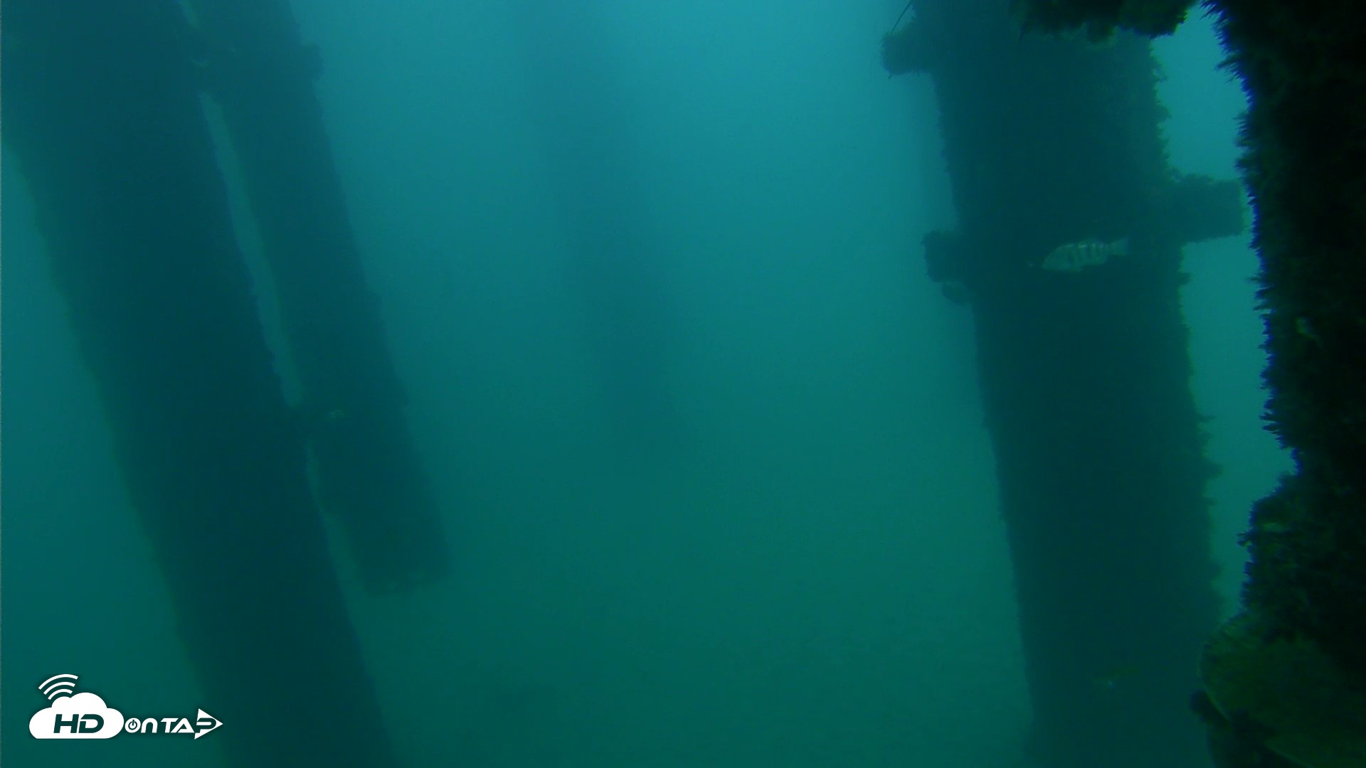 Snapshot of Scripps Pier Underwater Live Webcam taken Sep 22, 2026, 6:52am PDT