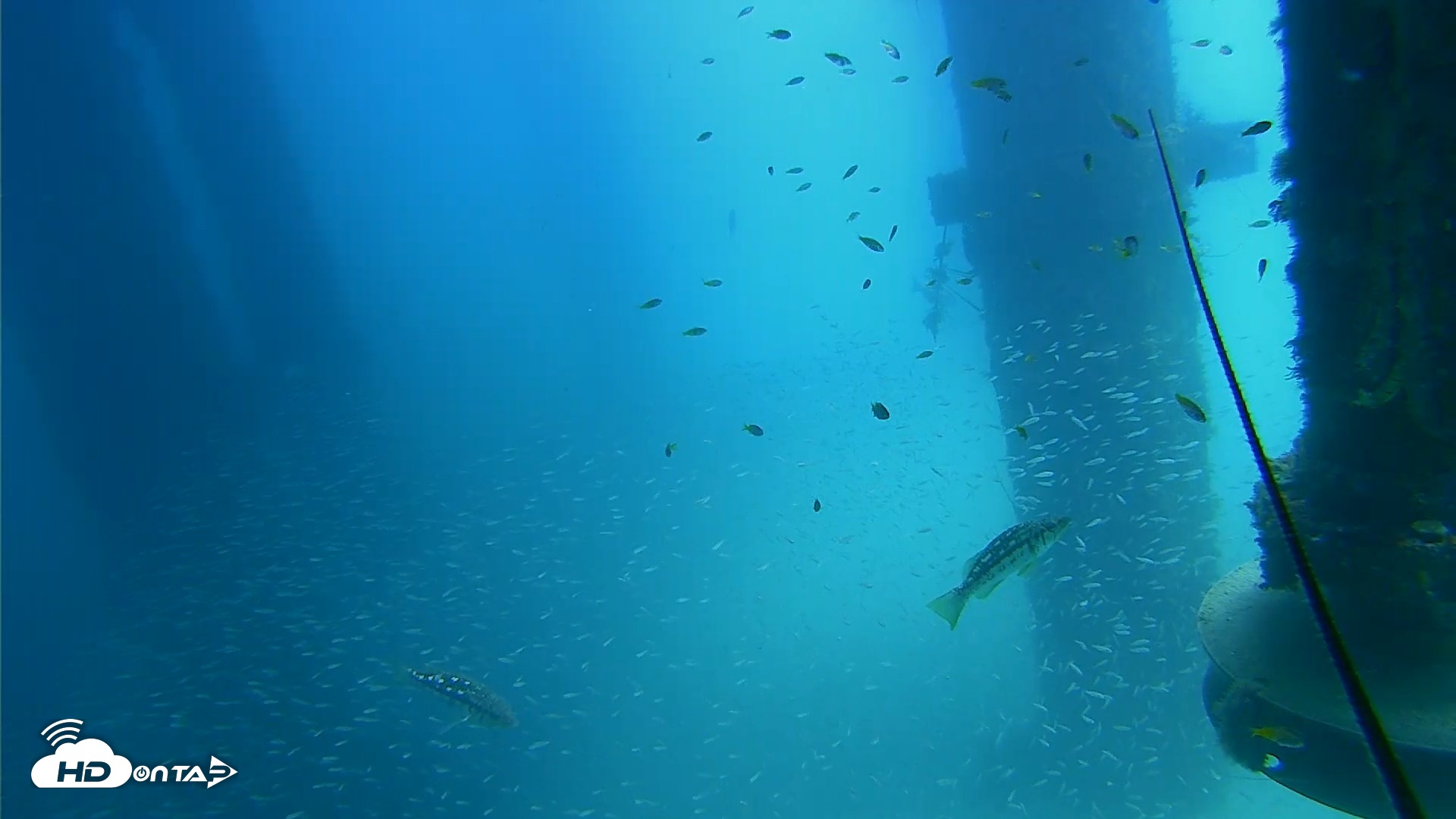 Snapshot of Scripps Pier Underwater Live Webcam taken Aug 6, 2026, 1:10pm PDT