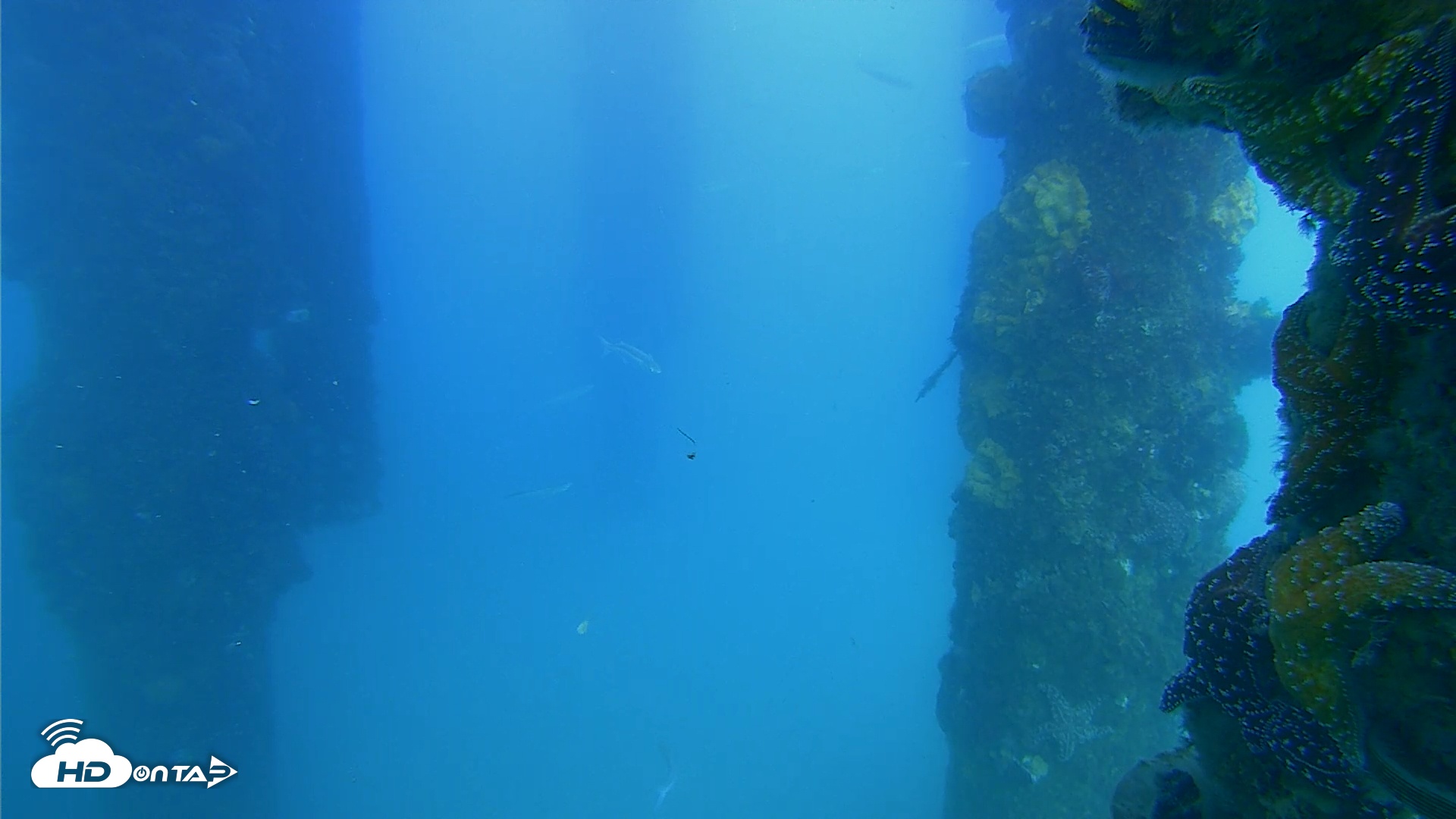 Snapshot of Scripps Pier Underwater Live Webcam taken May 18, 2025, 5:55pm PDT