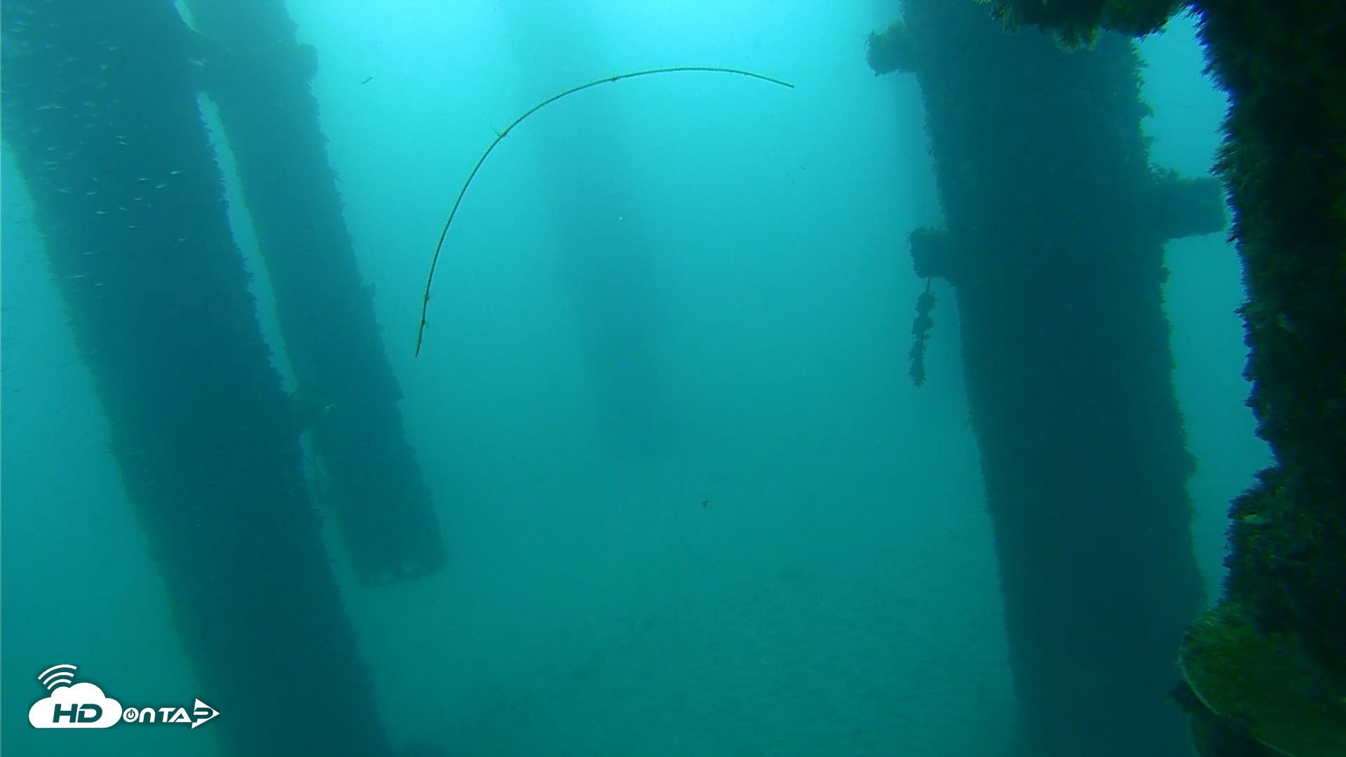 Snapshot of Scripps Pier Underwater Live Webcam taken Sep 26, 2026, 7:20am PDT