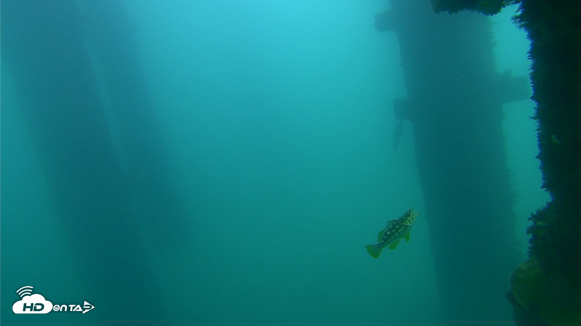 Snapshot of Scripps Pier Underwater Live Webcam taken Sep 23, 2026, 4:32pm PDT