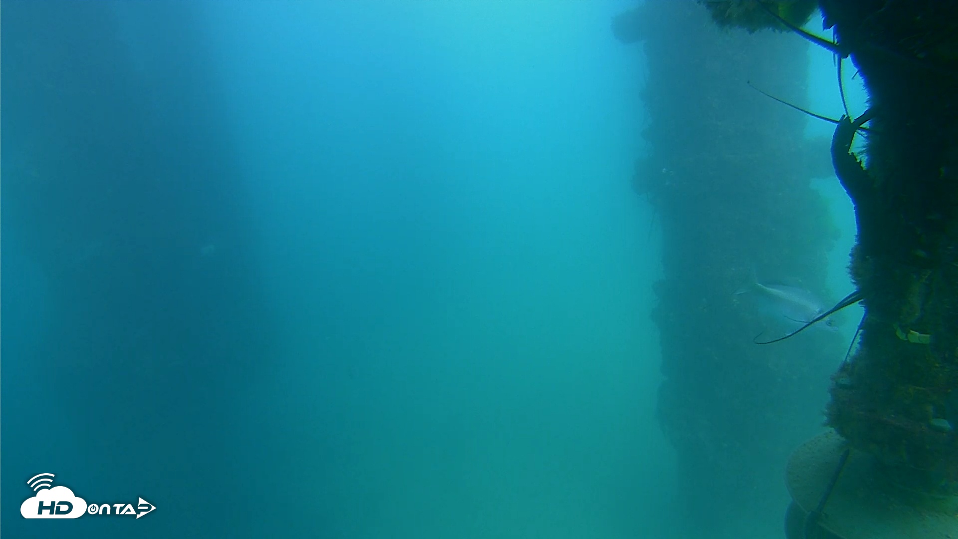 Snapshot of Scripps Pier Underwater Live Webcam taken Sep 8, 2025, 3:47pm PDT