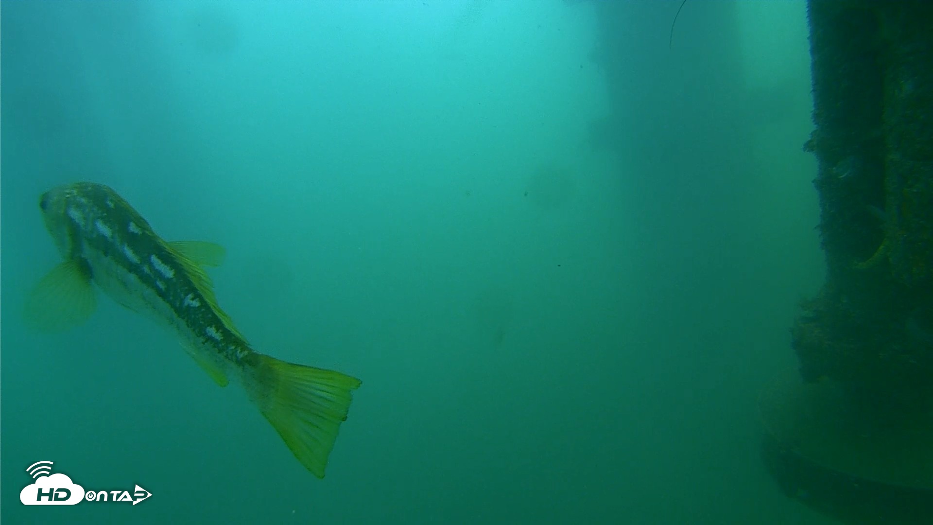 Snapshot of Scripps Pier Underwater Live Webcam taken Jul 27, 2026, 9:31am PDT