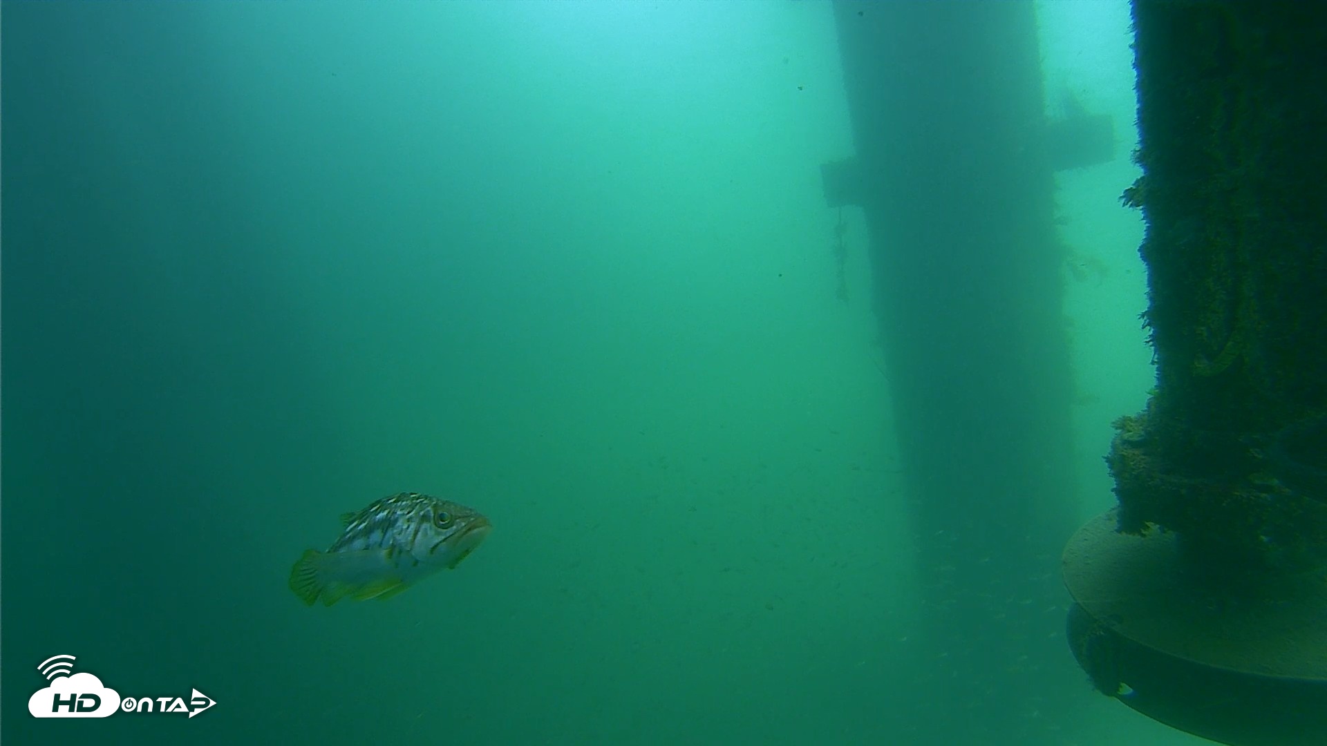 Snapshot of Scripps Pier Underwater Live Webcam taken Jul 31, 2026, 11:30am PDT