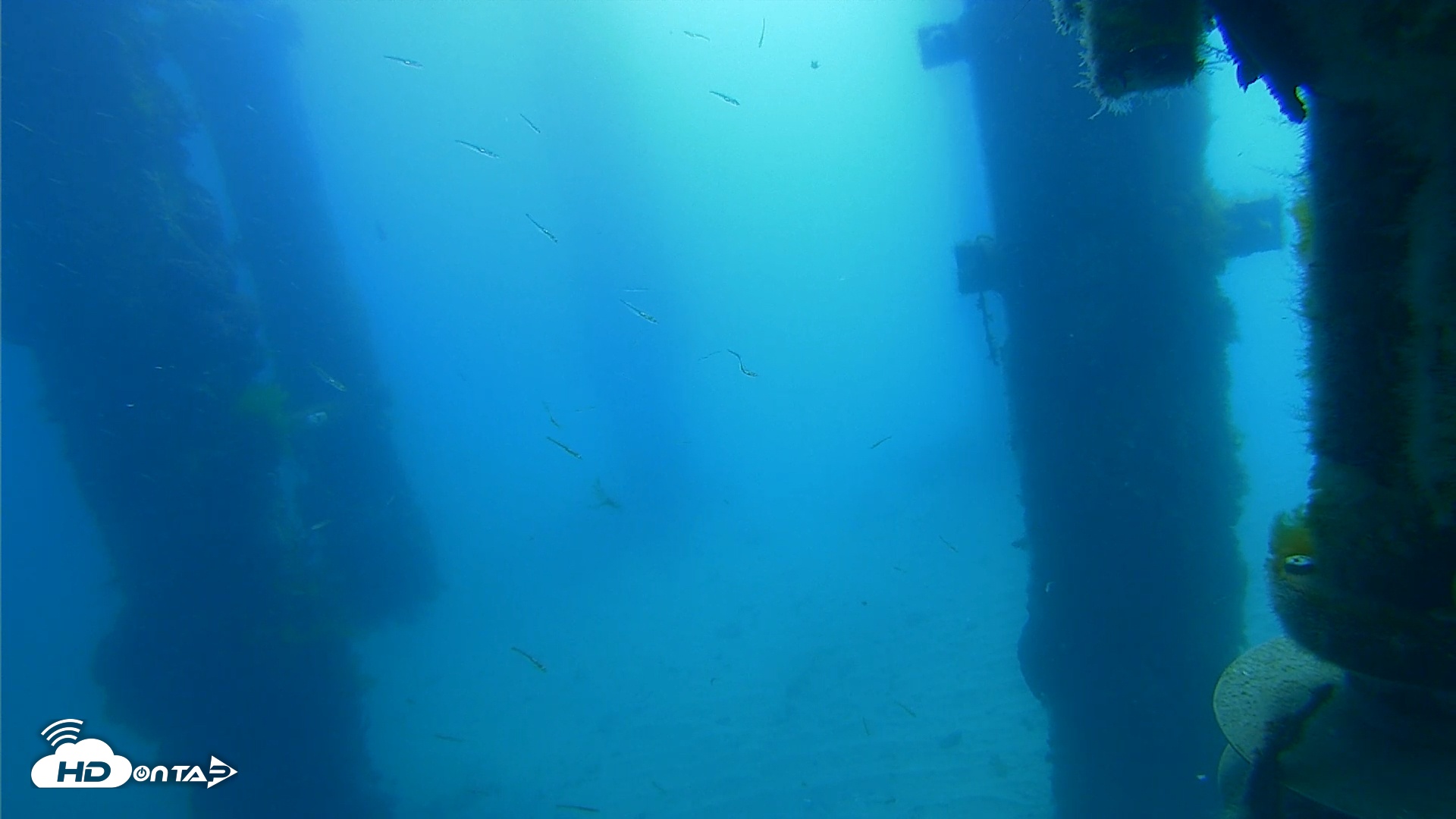 Snapshot of Scripps Pier Underwater Live Webcam taken Mar 19, 2026, 10:34am PDT