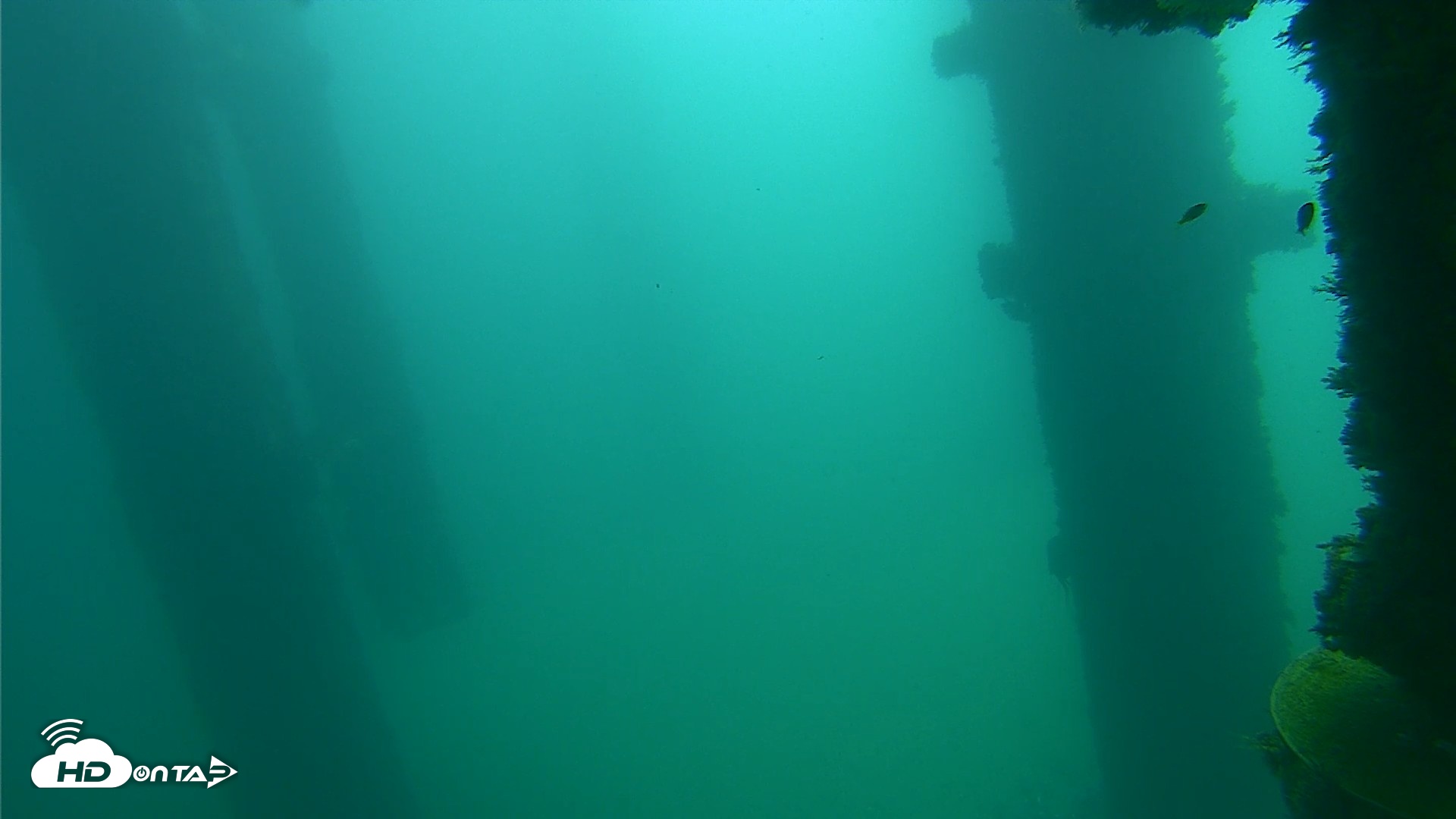 Snapshot of Scripps Pier Underwater Live Webcam taken Oct 12, 2026, 11:06am PDT