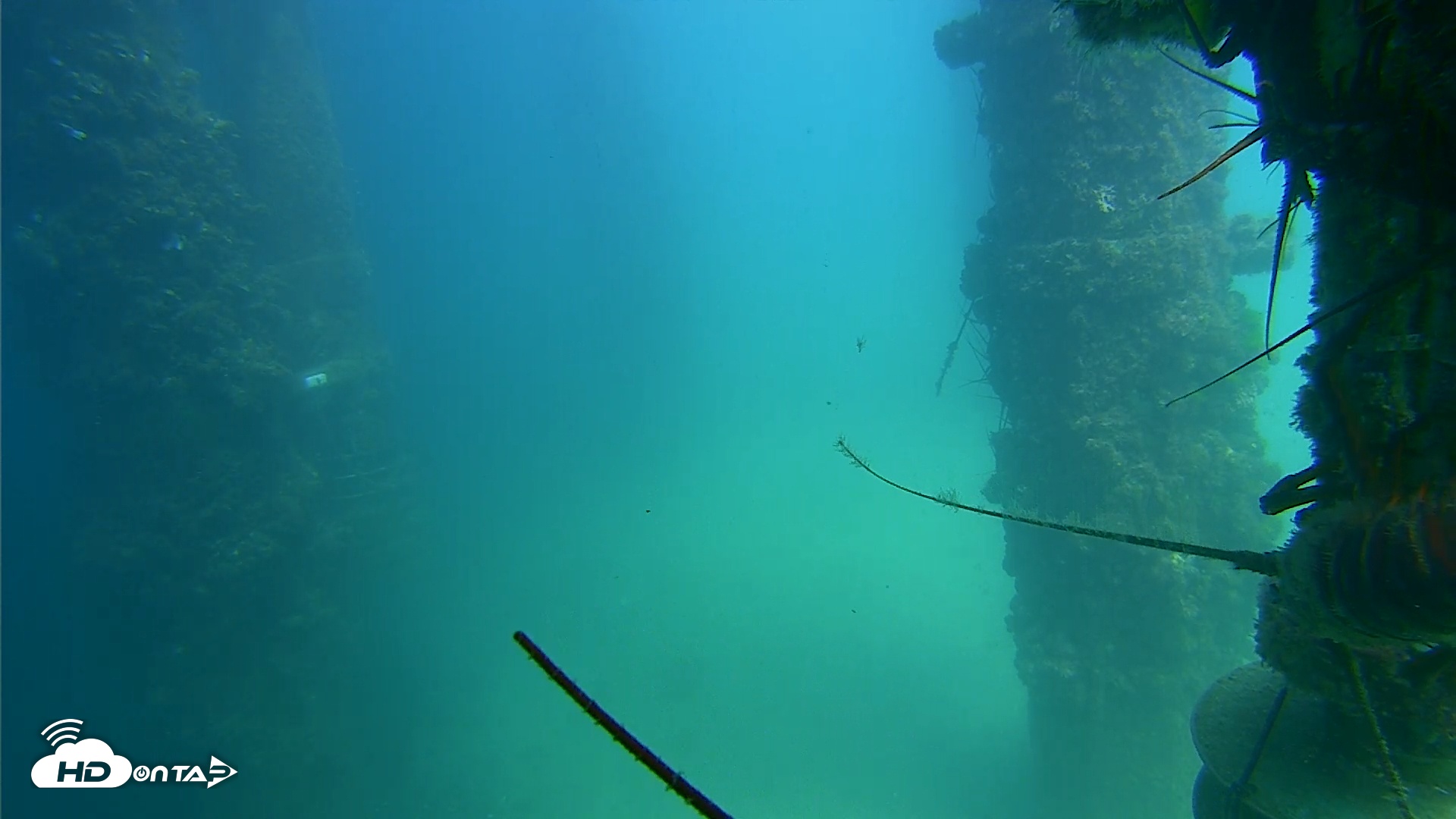 Snapshot of Scripps Pier Underwater Live Webcam taken Aug 29, 2025, 2:21pm PDT