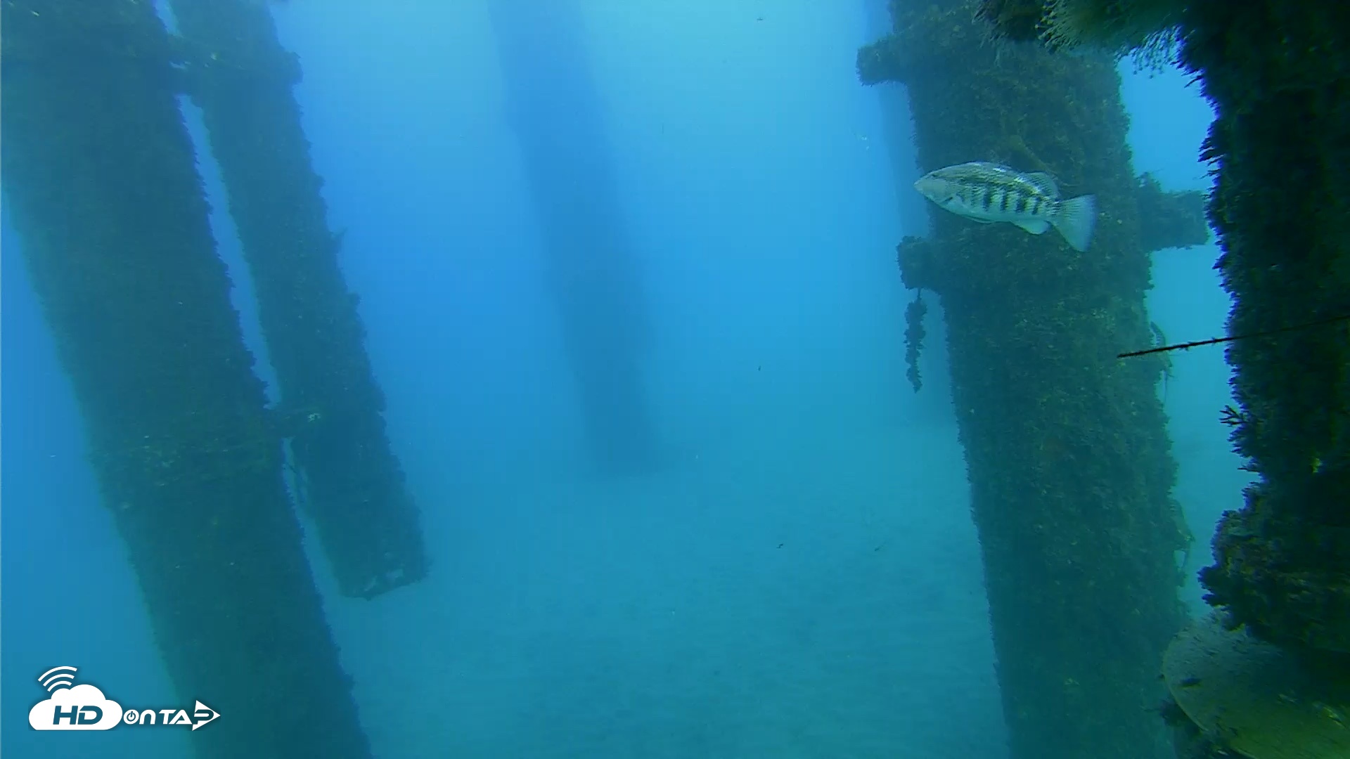 Snapshot of Scripps Pier Underwater Live Webcam taken Oct 19, 2026, 5:45pm PDT