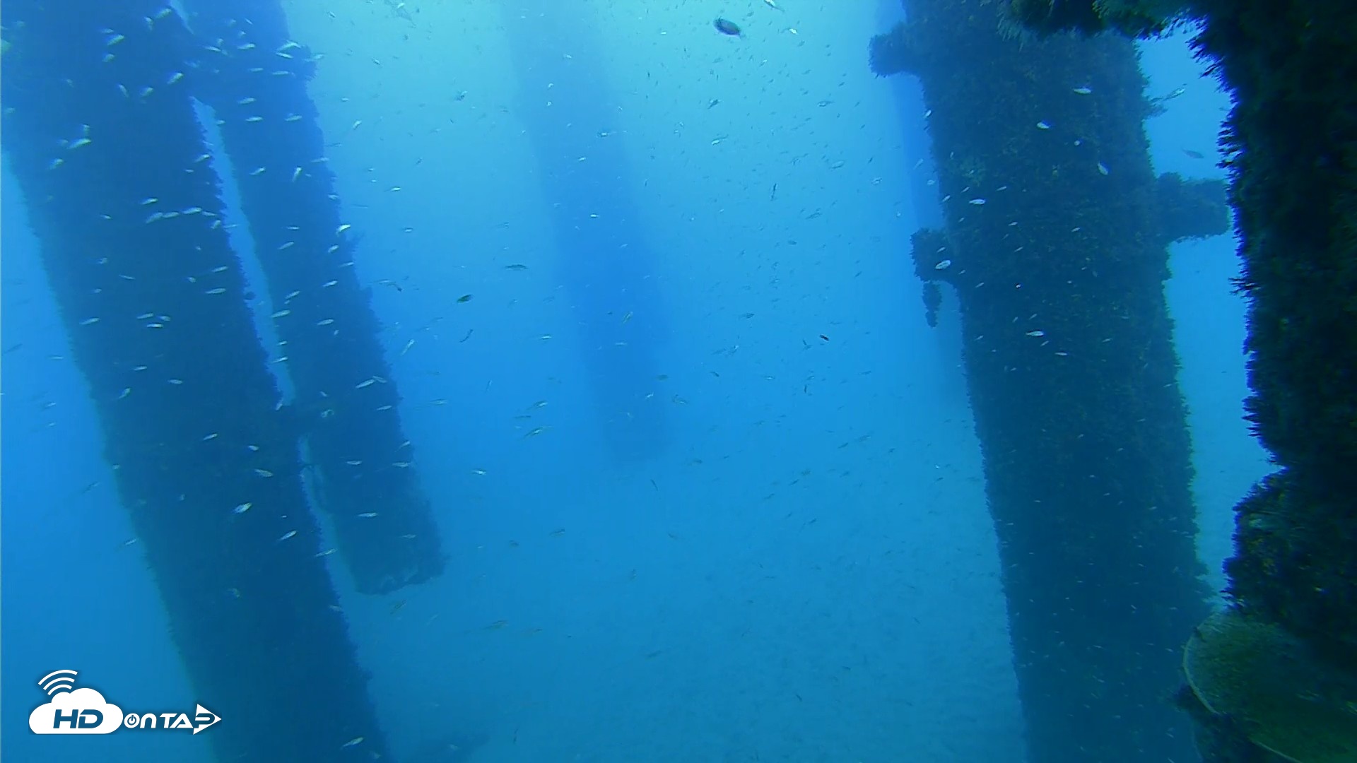 Snapshot of Scripps Pier Underwater Live Webcam taken Oct 7, 2026, 5:56pm PDT