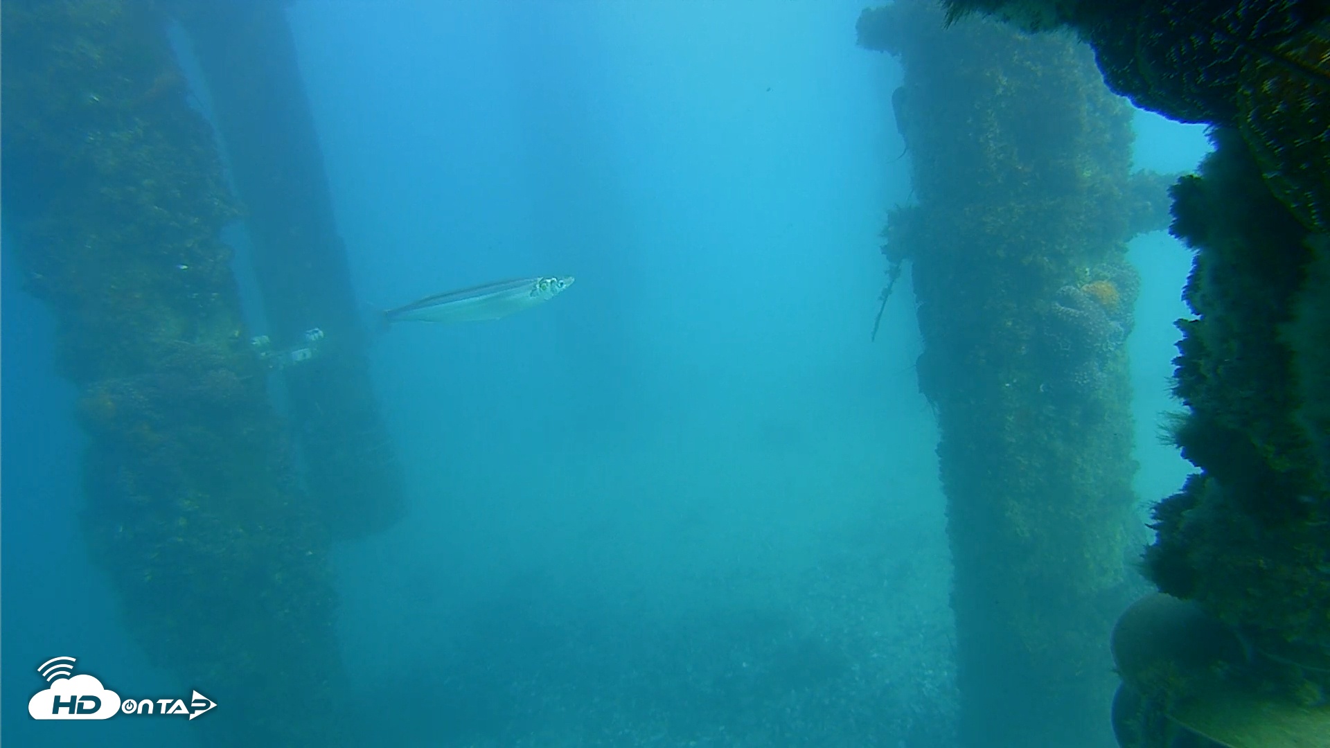 Snapshot of Scripps Pier Underwater Live Webcam taken Jan 25, 2026, 2:39pm PST