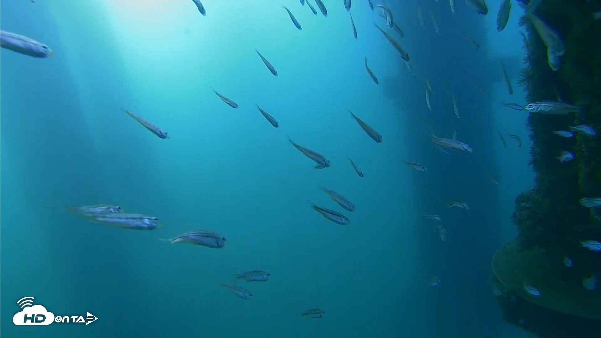 Snapshot of Scripps Pier Underwater Live Webcam taken Aug 26, 2026, 7:46am PDT