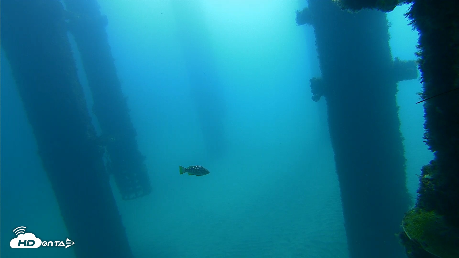 Snapshot of Scripps Pier Underwater Live Webcam taken Sep 28, 2026, 10:10am PDT