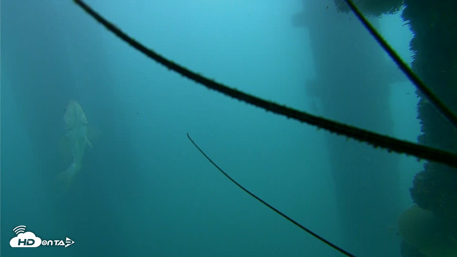 Snapshot of Scripps Pier Underwater Live Webcam taken Oct 23, 2026, 3:18pm PDT