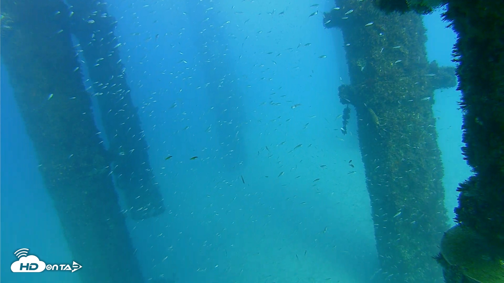 Snapshot of Scripps Pier Underwater Live Webcam taken Oct 7, 2026, 4:41pm PDT