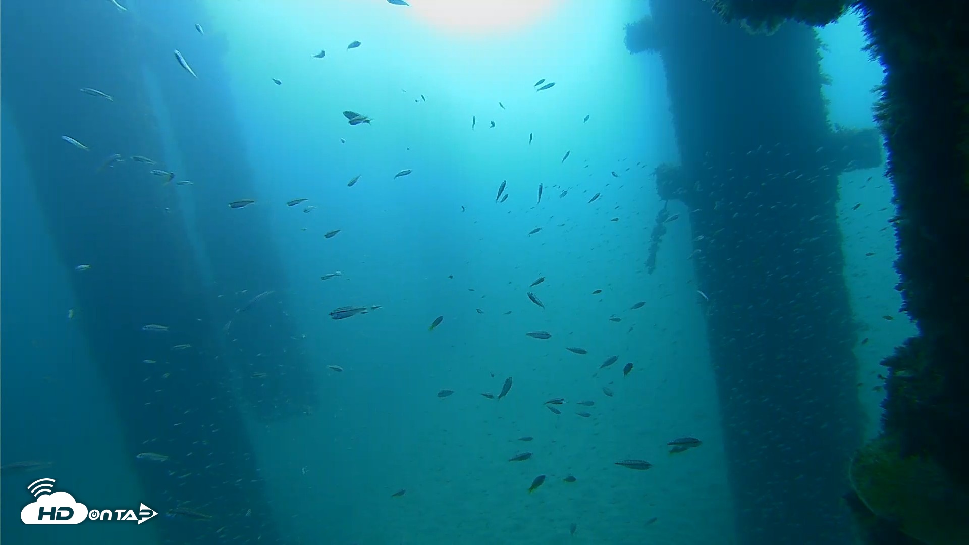 Snapshot of Scripps Pier Underwater Live Webcam taken Sep 25, 2026, 9:07am PDT