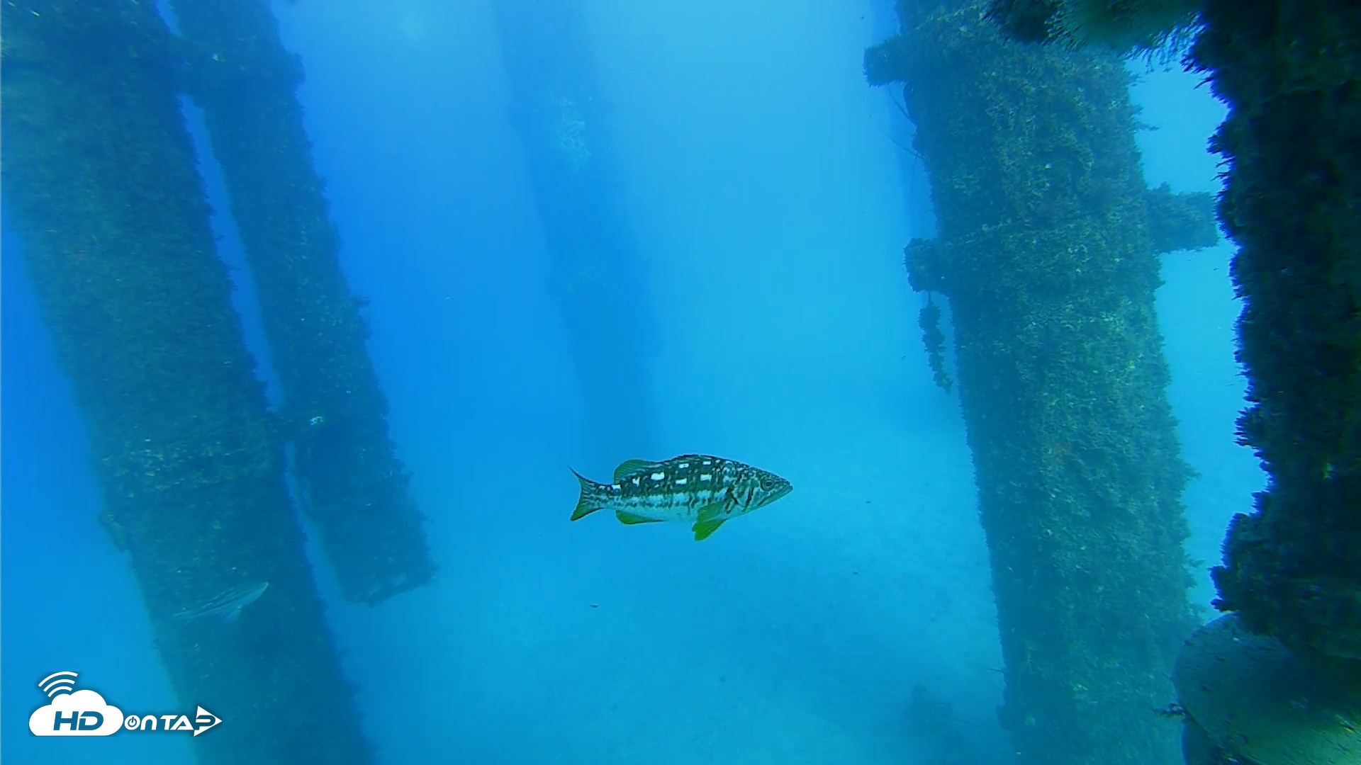 Snapshot of Scripps Pier Underwater Live Webcam taken Oct 19, 2026, 4:40pm PDT