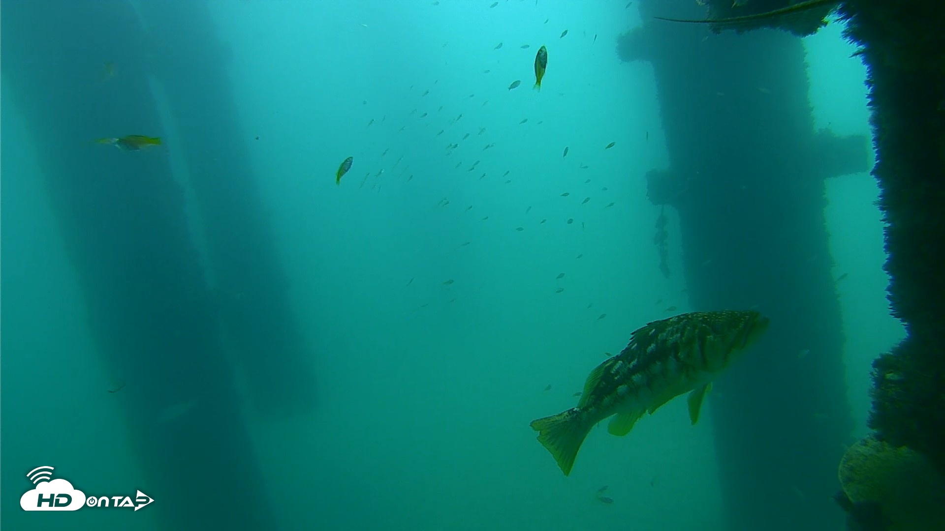 Snapshot of Scripps Pier Underwater Live Webcam taken Sep 18, 2026, 10:15am PDT