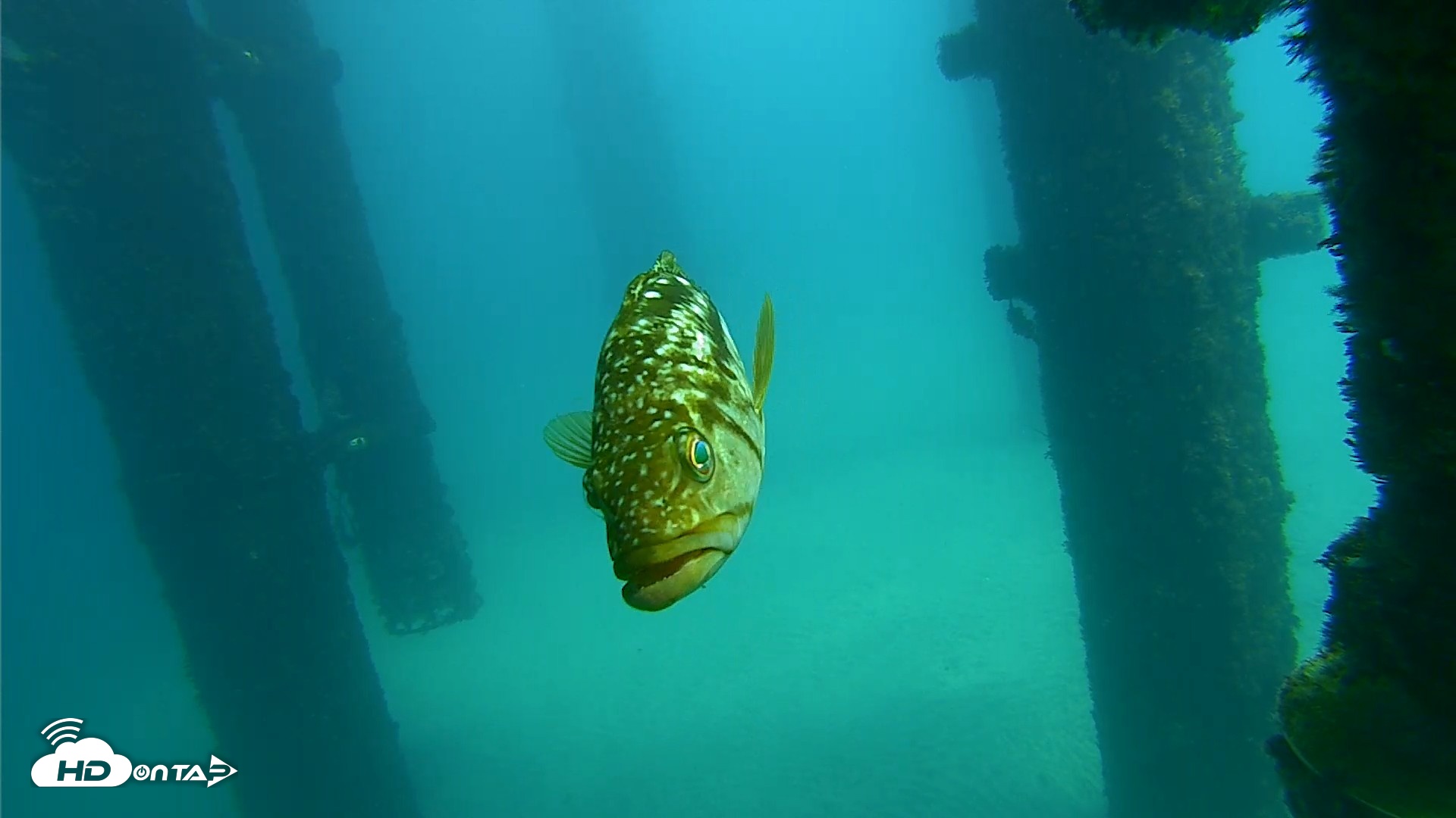 Snapshot of Scripps Pier Underwater Live Webcam taken Sep 24, 2026, 1:25pm PDT