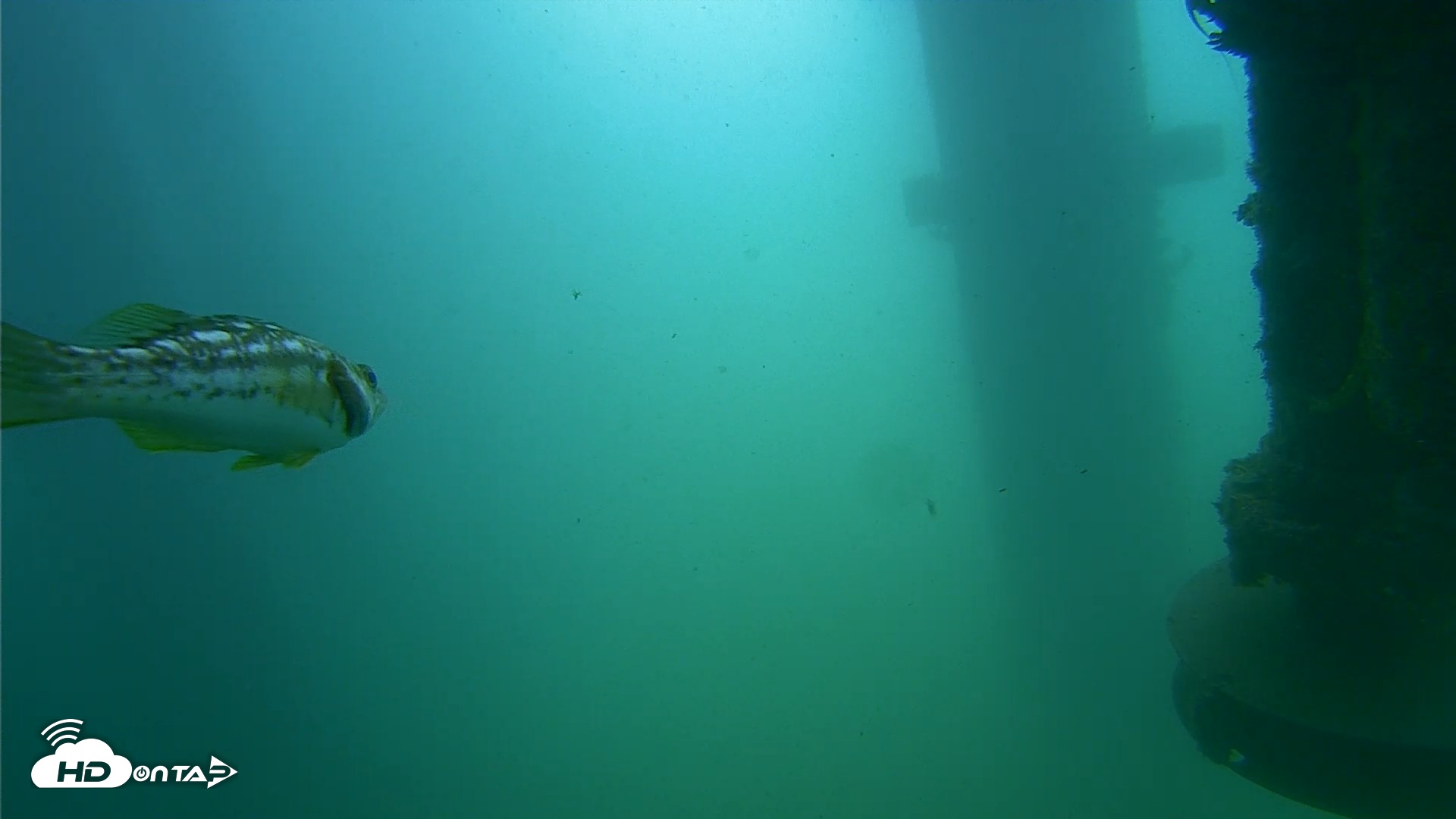 Snapshot of Scripps Pier Underwater Live Webcam taken Jul 31, 2026, 10:29am PDT