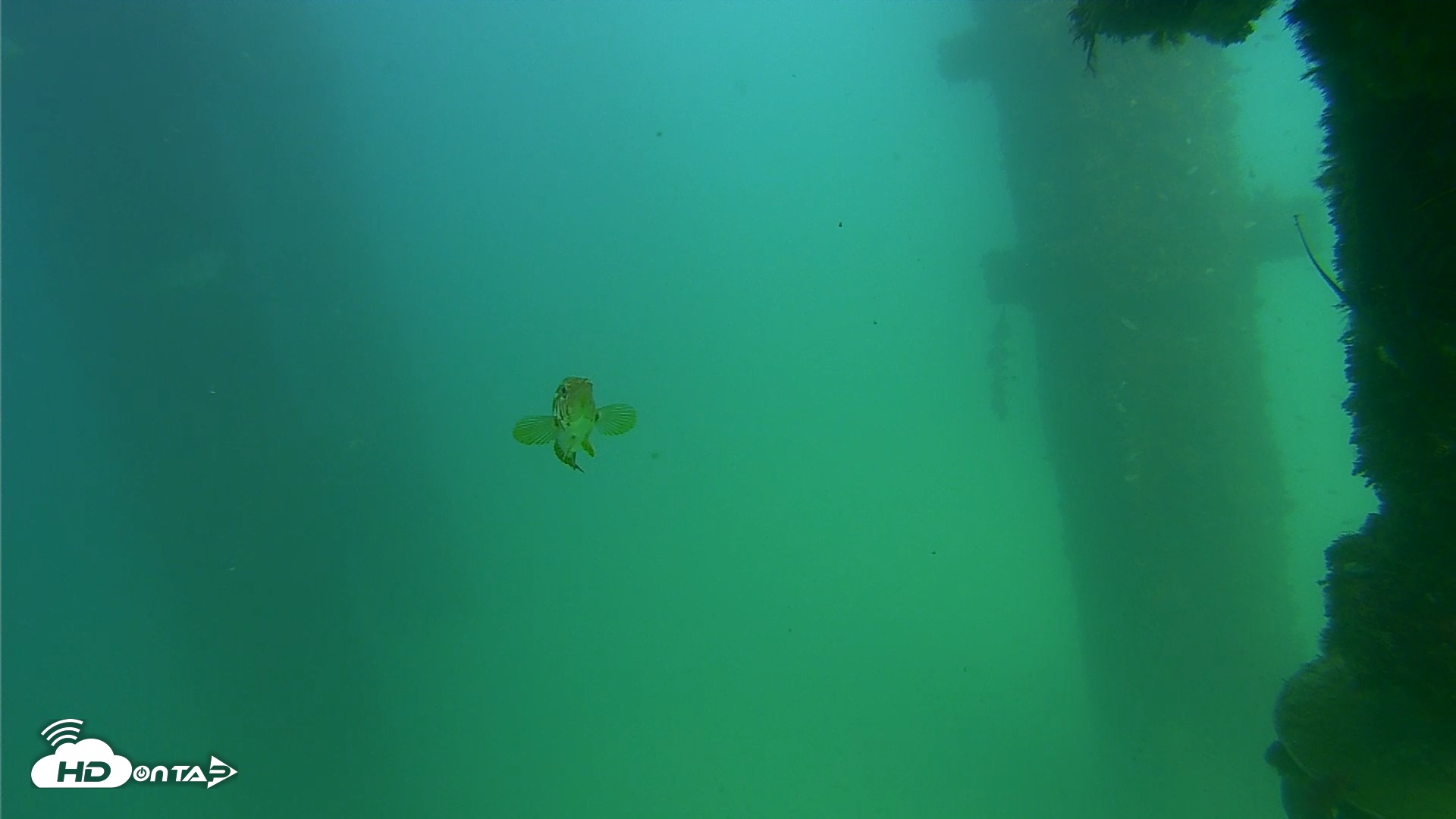 Snapshot of Scripps Pier Underwater Live Webcam taken Sep 18, 2026, 3:18pm PDT