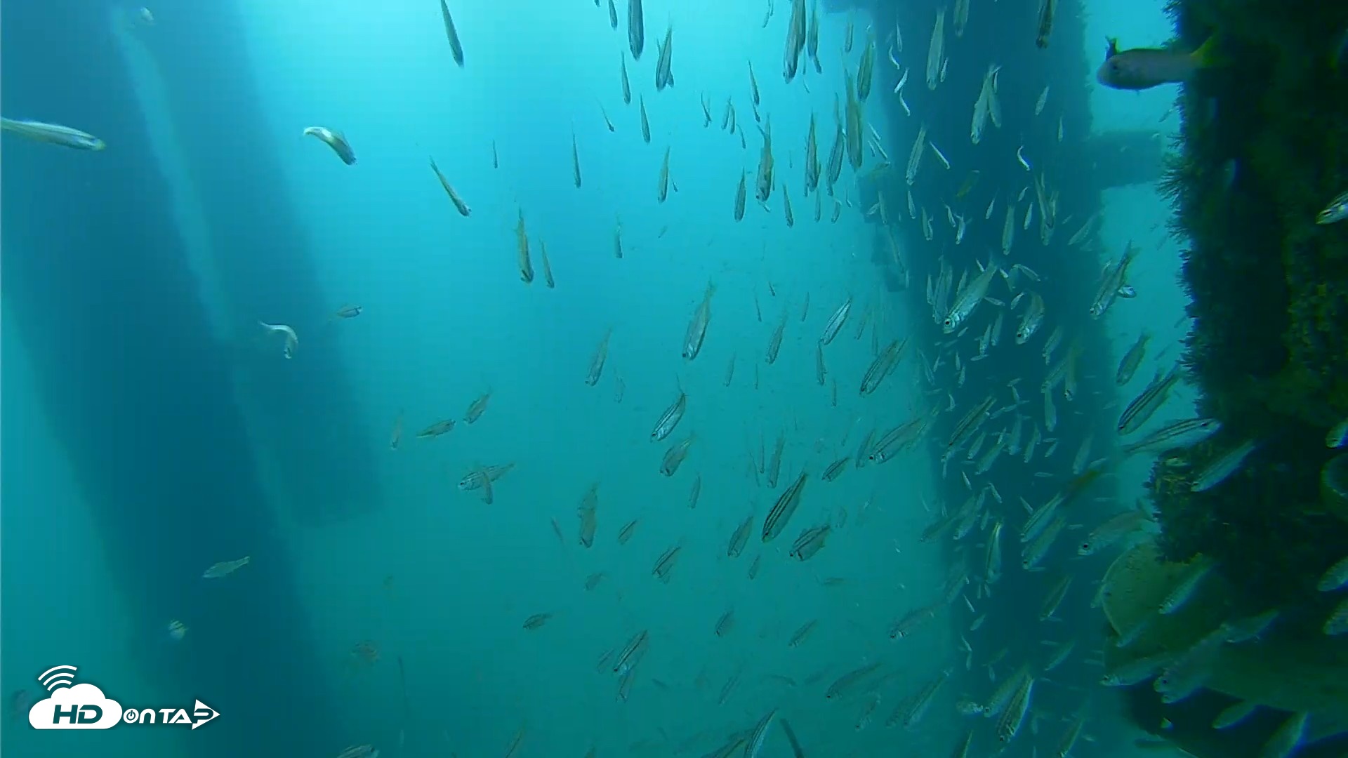 Snapshot of Scripps Pier Underwater Live Webcam taken Aug 25, 2026, 7:28am PDT