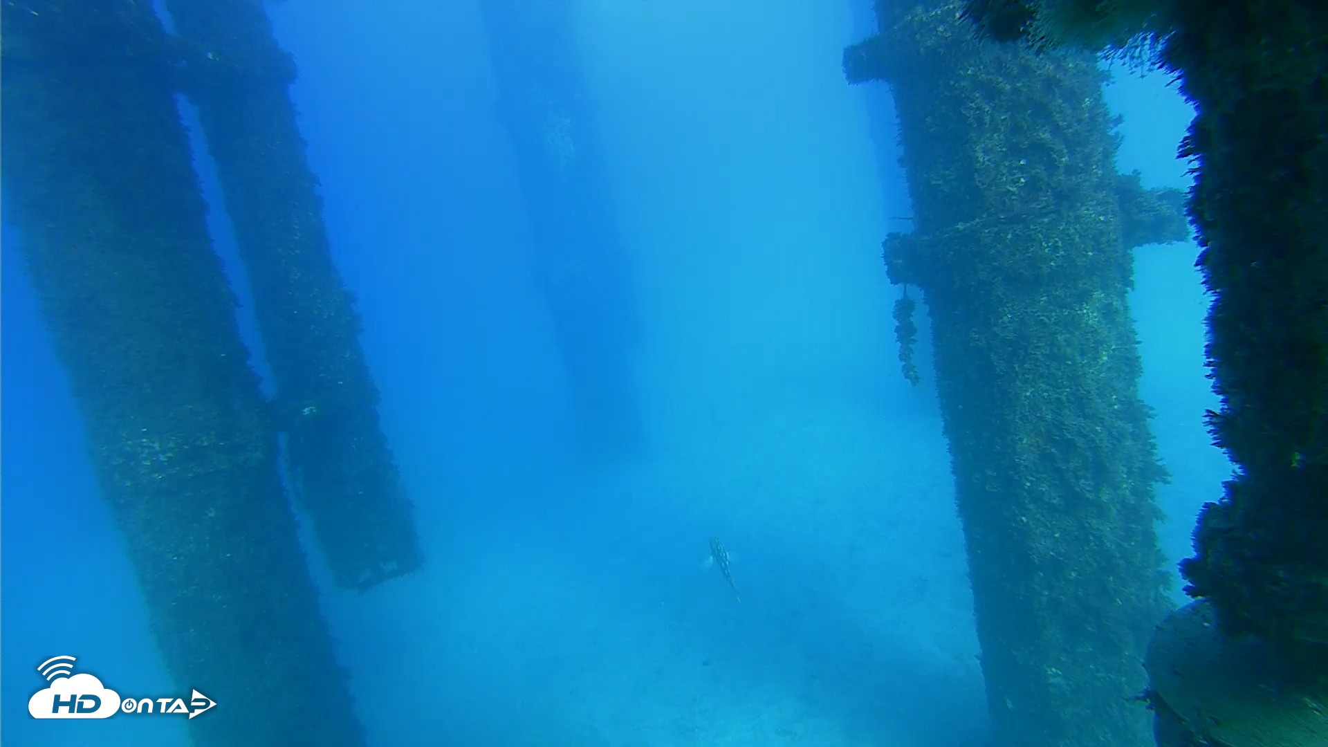 Snapshot of Scripps Pier Underwater Live Webcam taken Oct 19, 2026, 4:31pm PDT