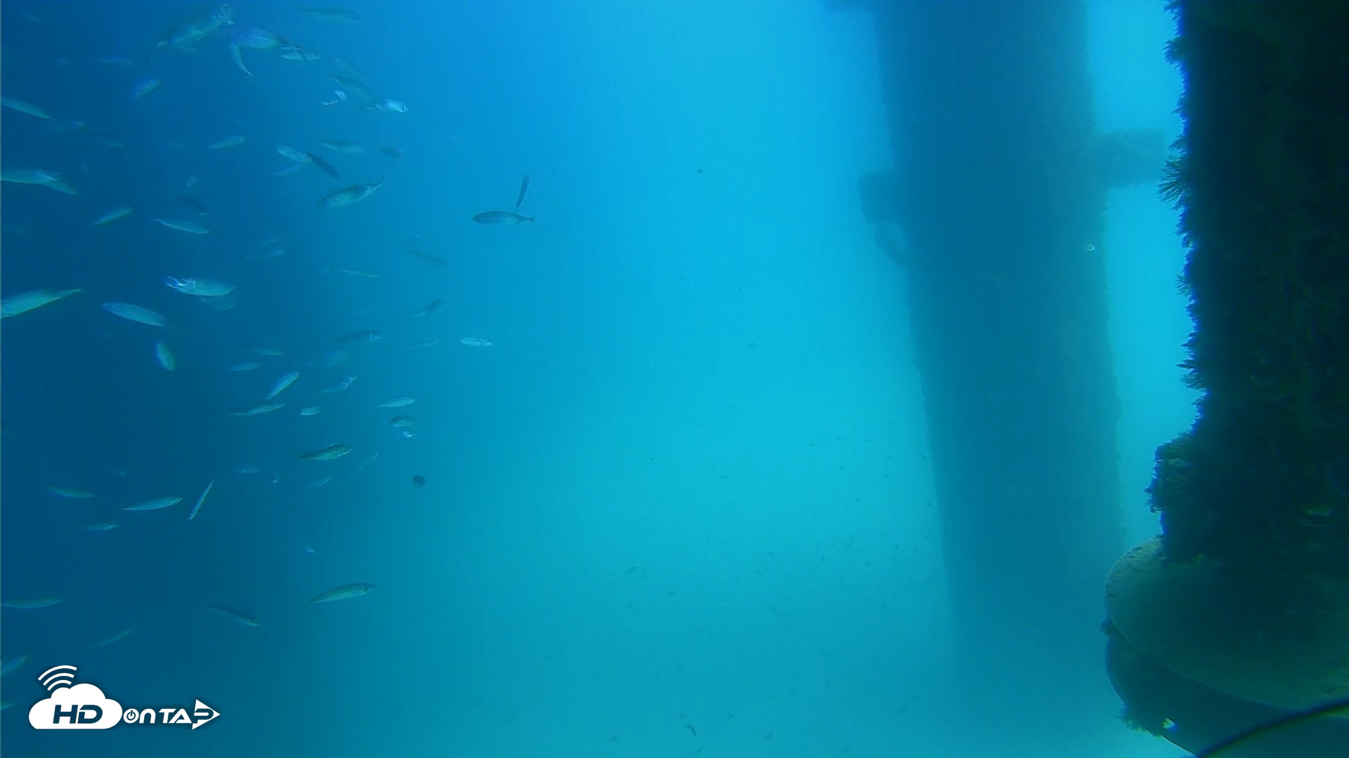Snapshot of Scripps Pier Underwater Live Webcam taken Aug 25, 2026, 1:32pm PDT