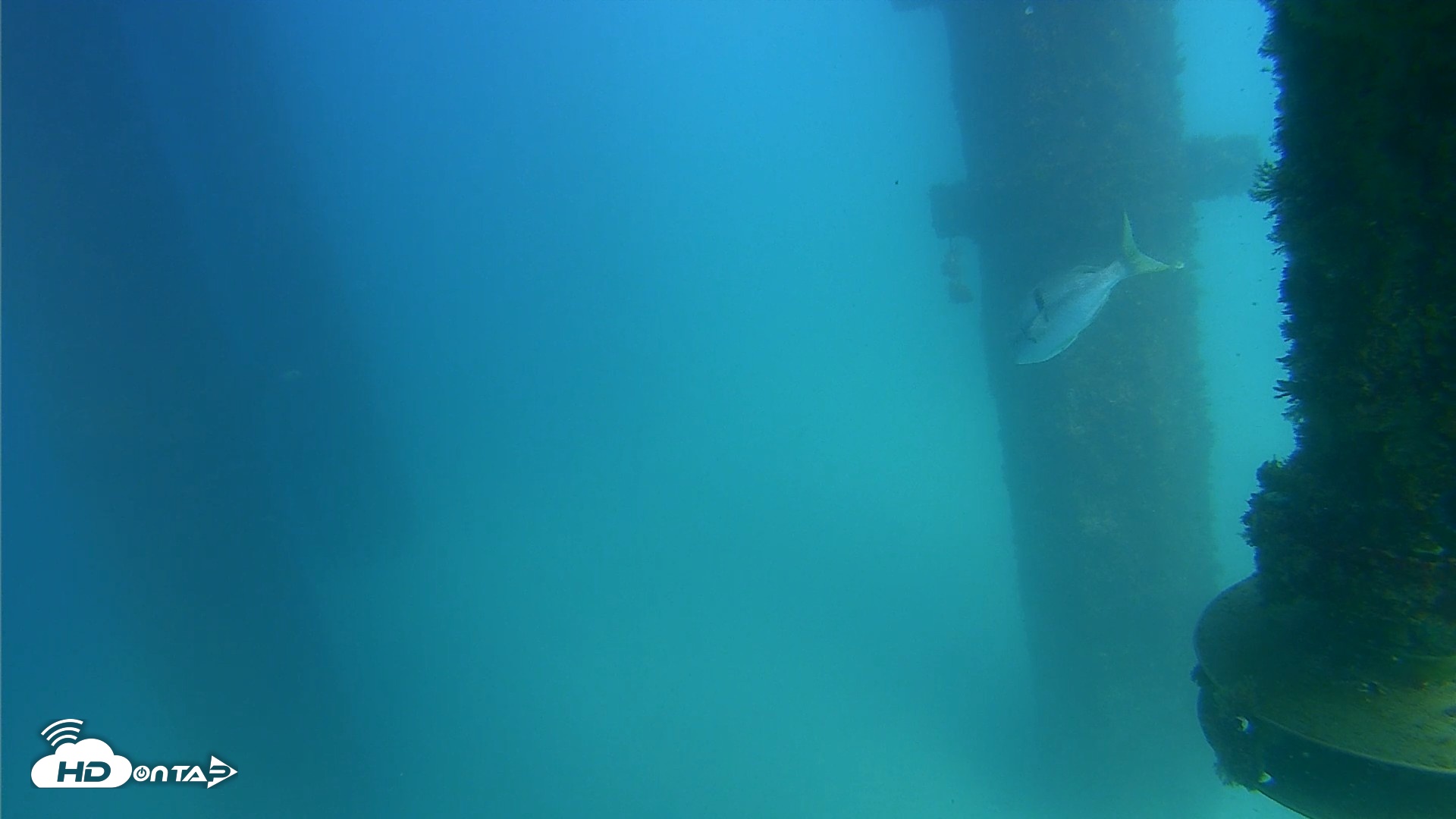 Snapshot of Scripps Pier Underwater Live Webcam taken Aug 28, 2026, 3:25pm PDT
