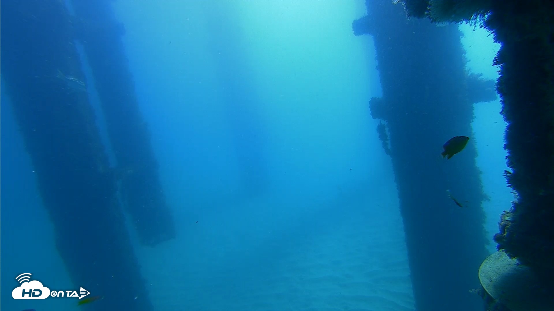 Snapshot of Scripps Pier Underwater Live Webcam taken Oct 21, 2026, 10:31am PDT
