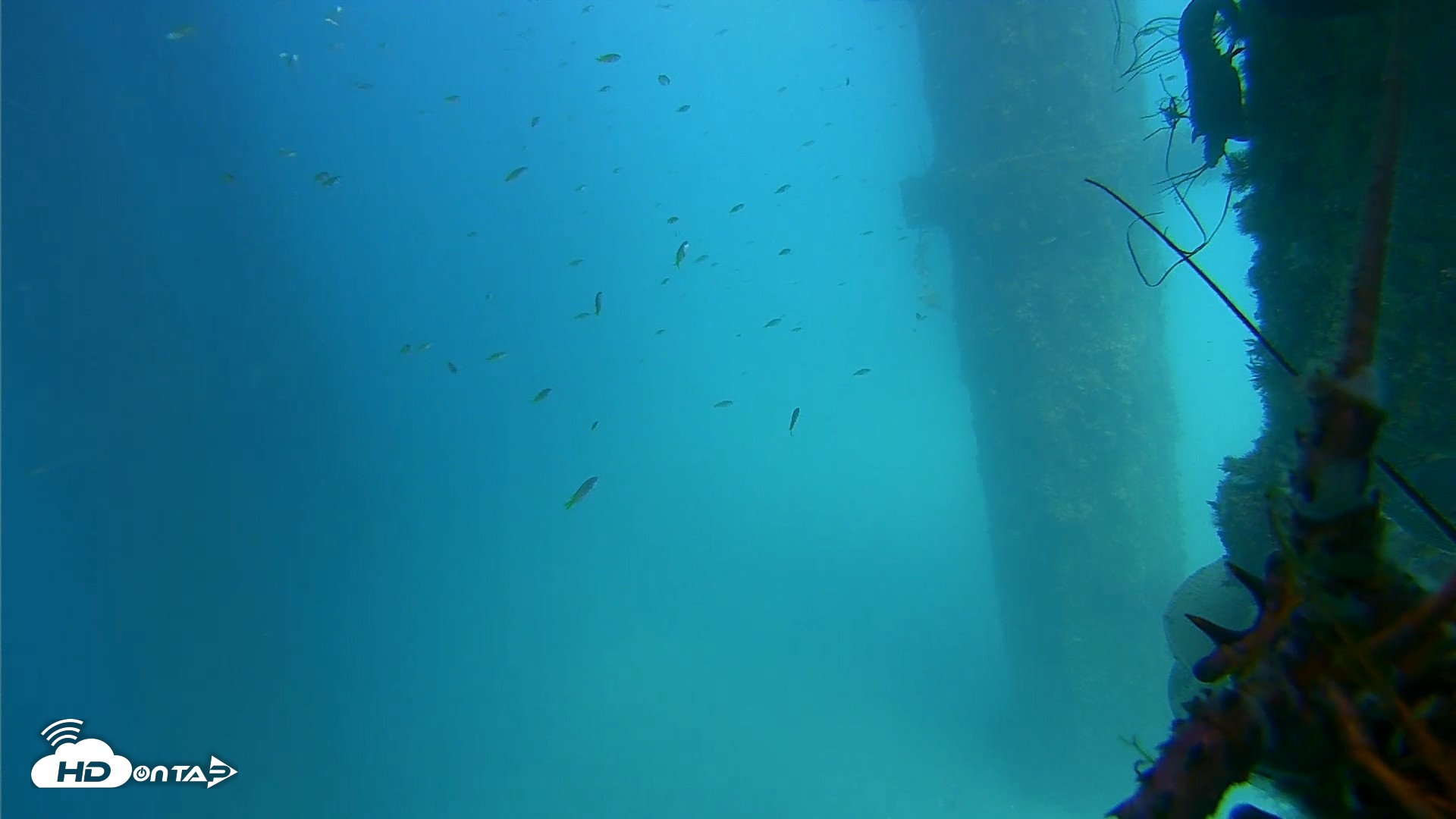 Snapshot of Scripps Pier Underwater Live Webcam taken Aug 11, 2026, 2:49pm PDT