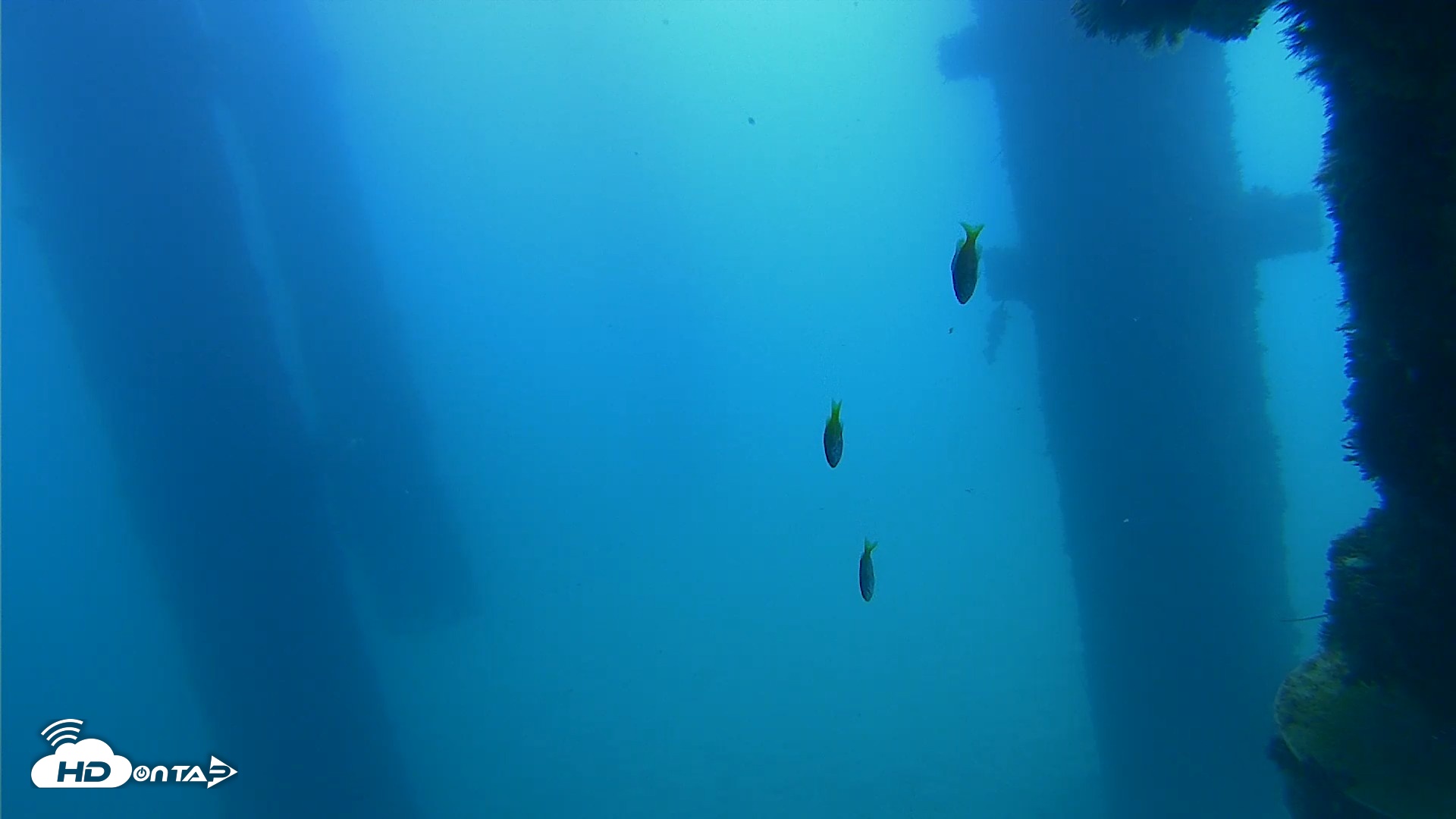 Snapshot of Scripps Pier Underwater Live Webcam taken Sep 21, 2026, 11:28am PDT